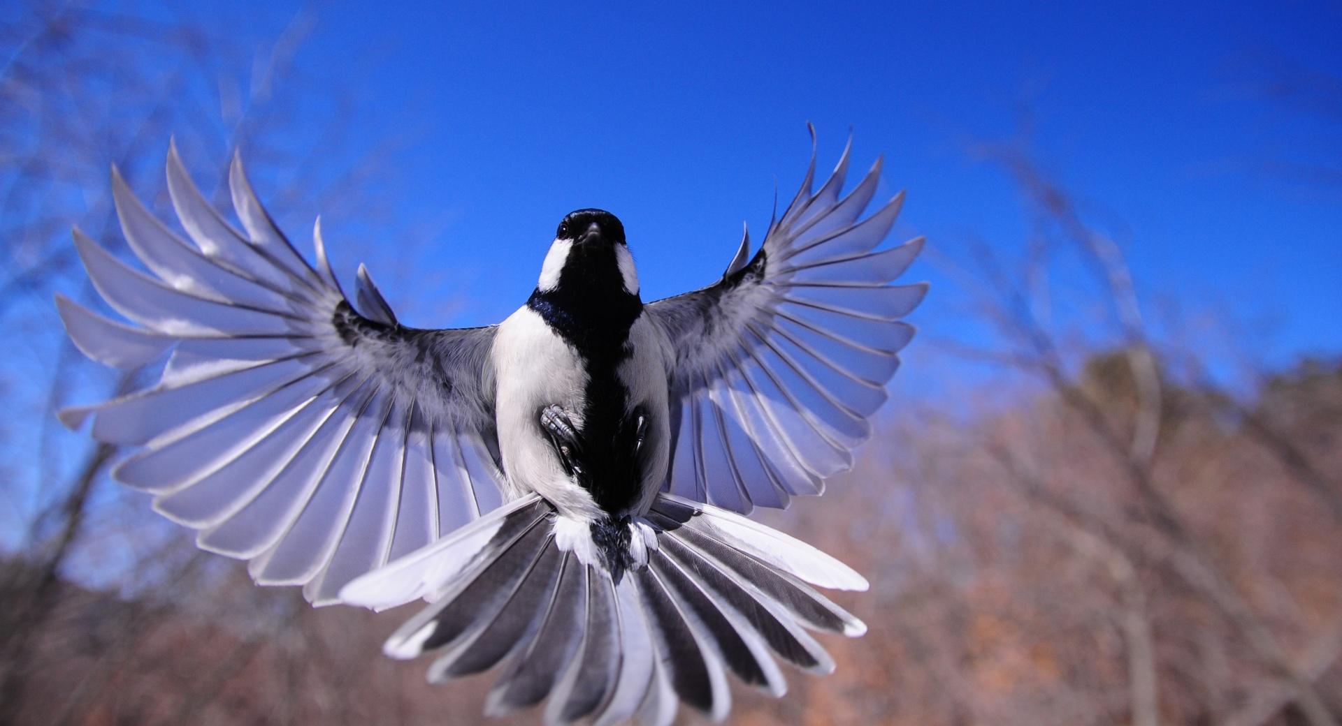 Bird Flying wallpapers HD quality