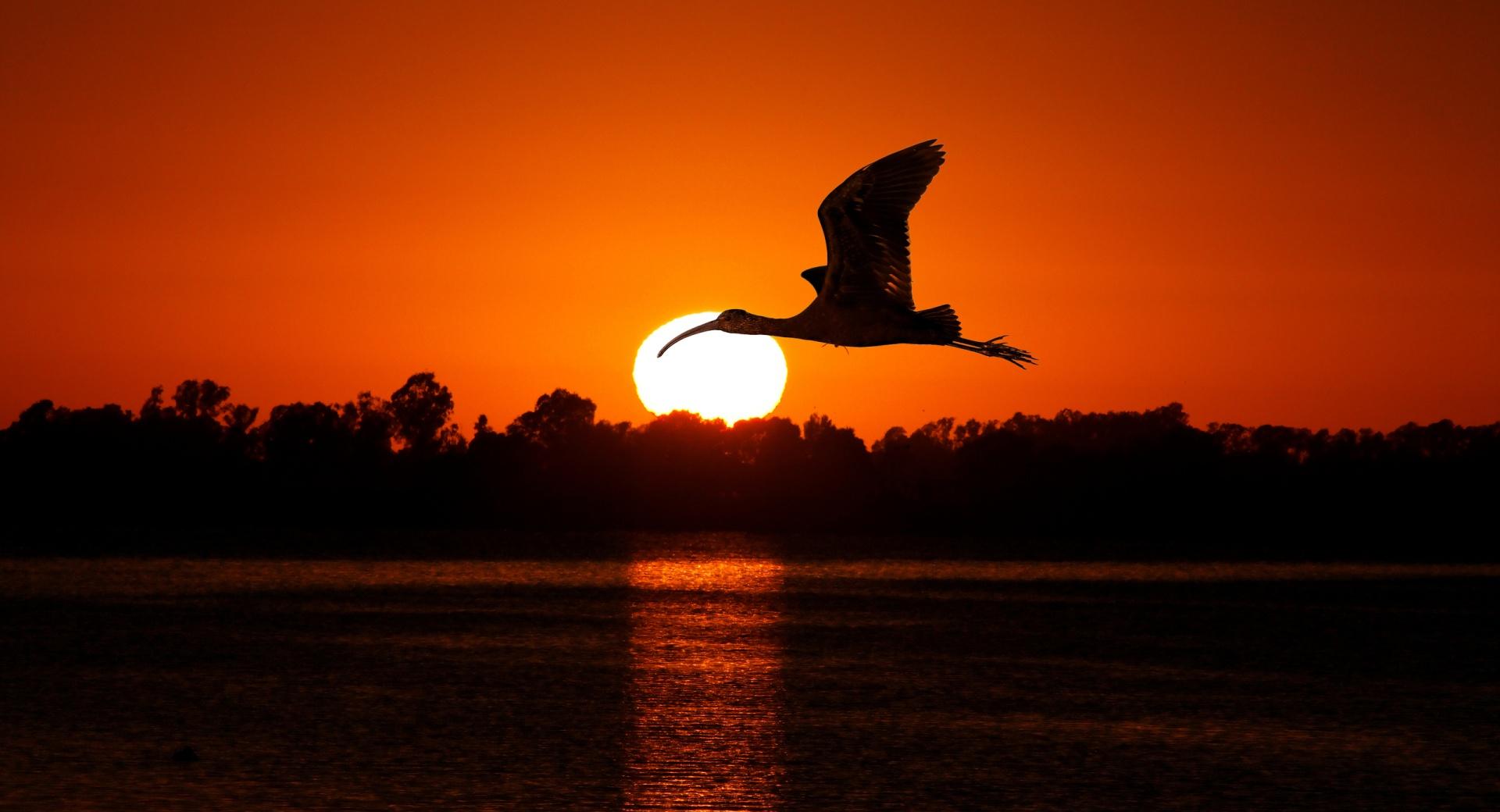 Bird Flying At Sunset at 1024 x 1024 iPad size wallpapers HD quality