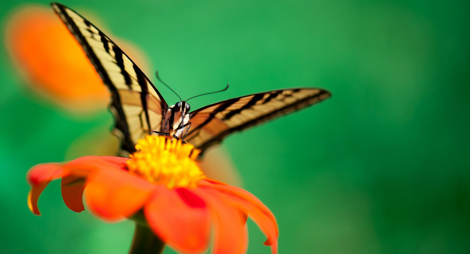 Butterfly, Orange Flower at 320 x 480 iPhone size wallpapers HD quality