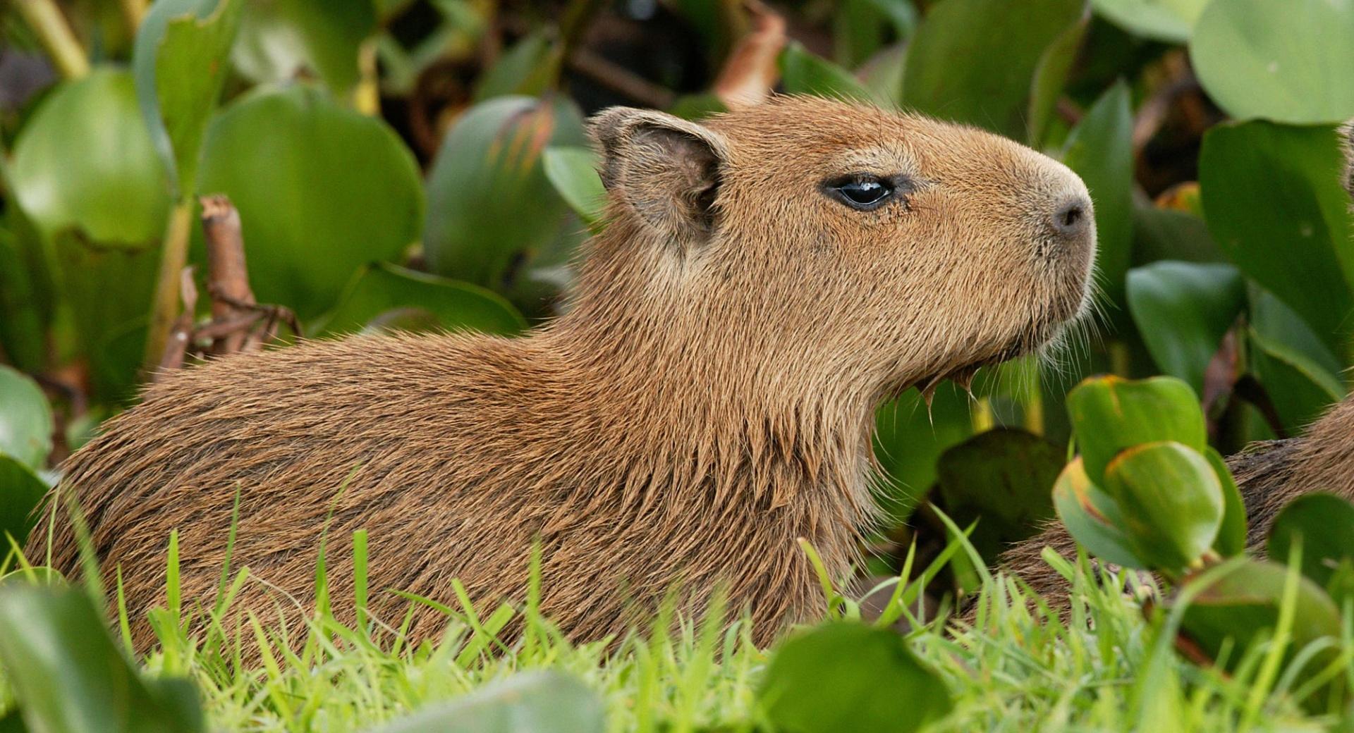 Capybara Venezuela at 1024 x 768 size wallpapers HD quality