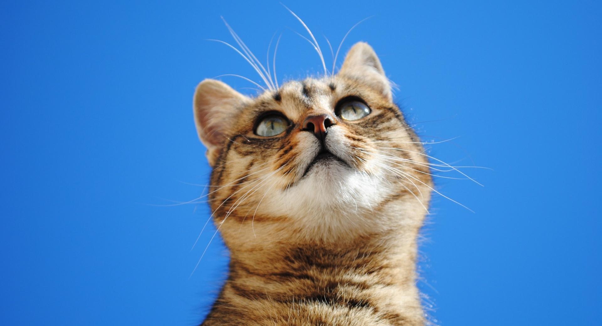 Cat, Blue Sky at 1280 x 960 size wallpapers HD quality