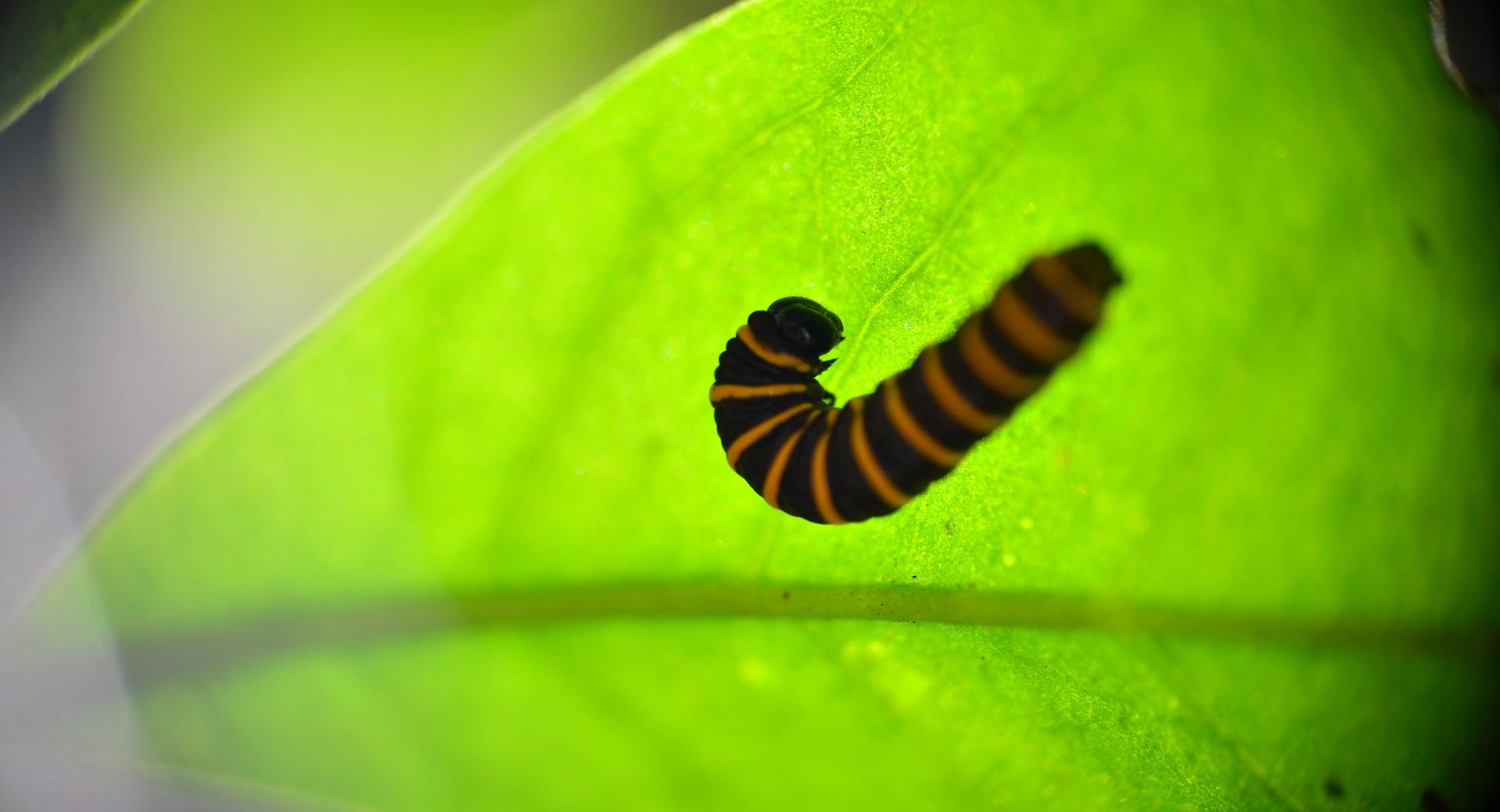 Caterpillar in a Leaf wallpapers HD quality