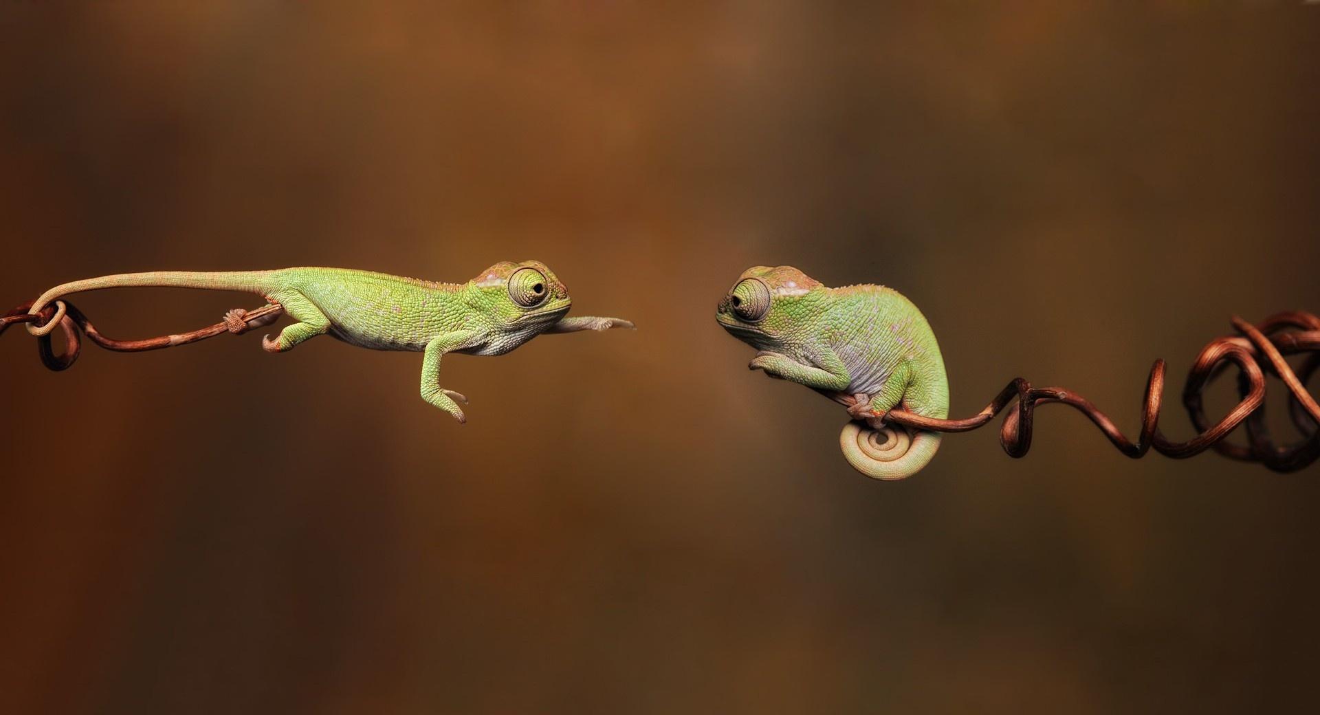 Chameleons at 1024 x 1024 iPad size wallpapers HD quality