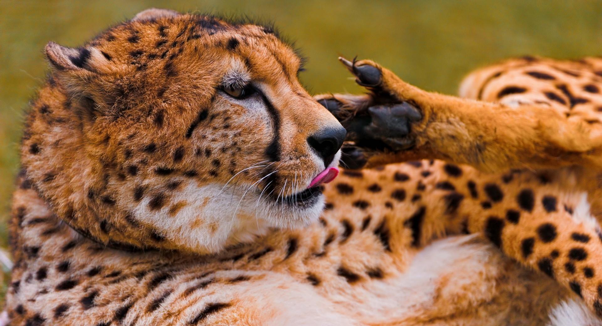 Cheetah Licking His Paw at 750 x 1334 iPhone 6 size wallpapers HD quality