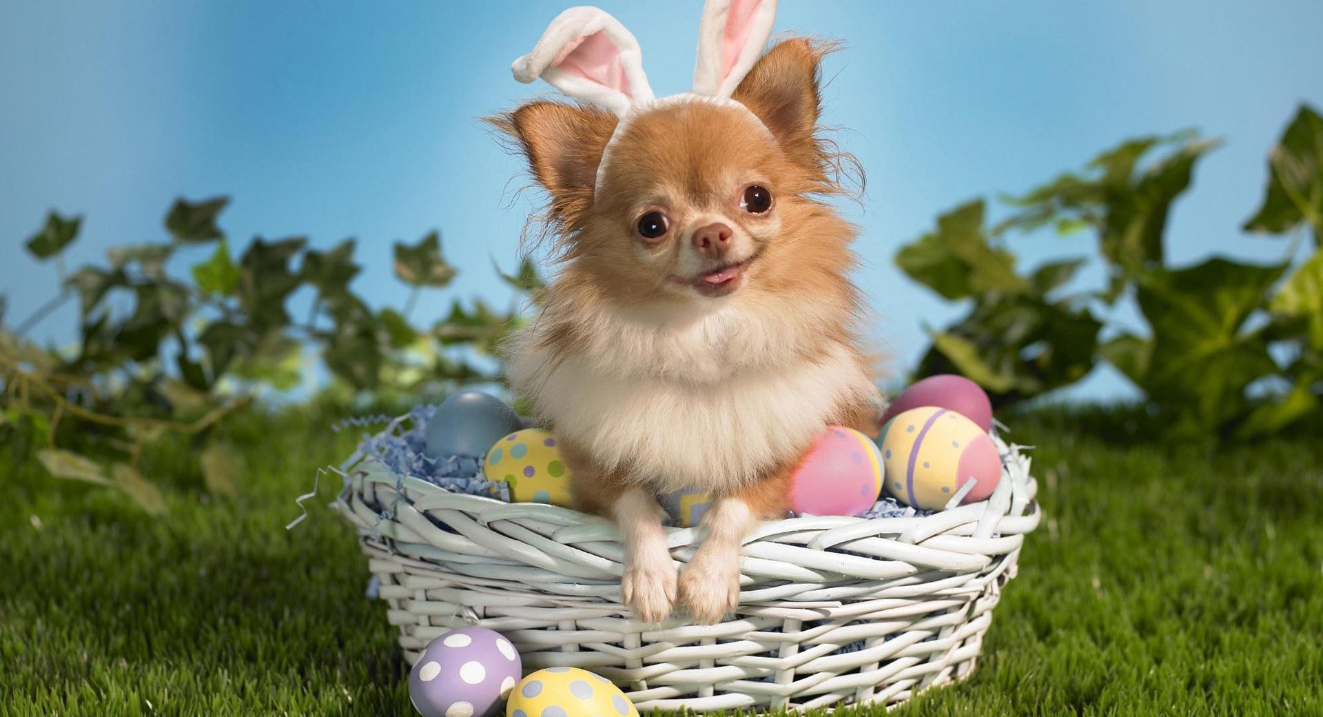Chihuahua Wearing Bunny Ears at 1024 x 1024 iPad size wallpapers HD quality