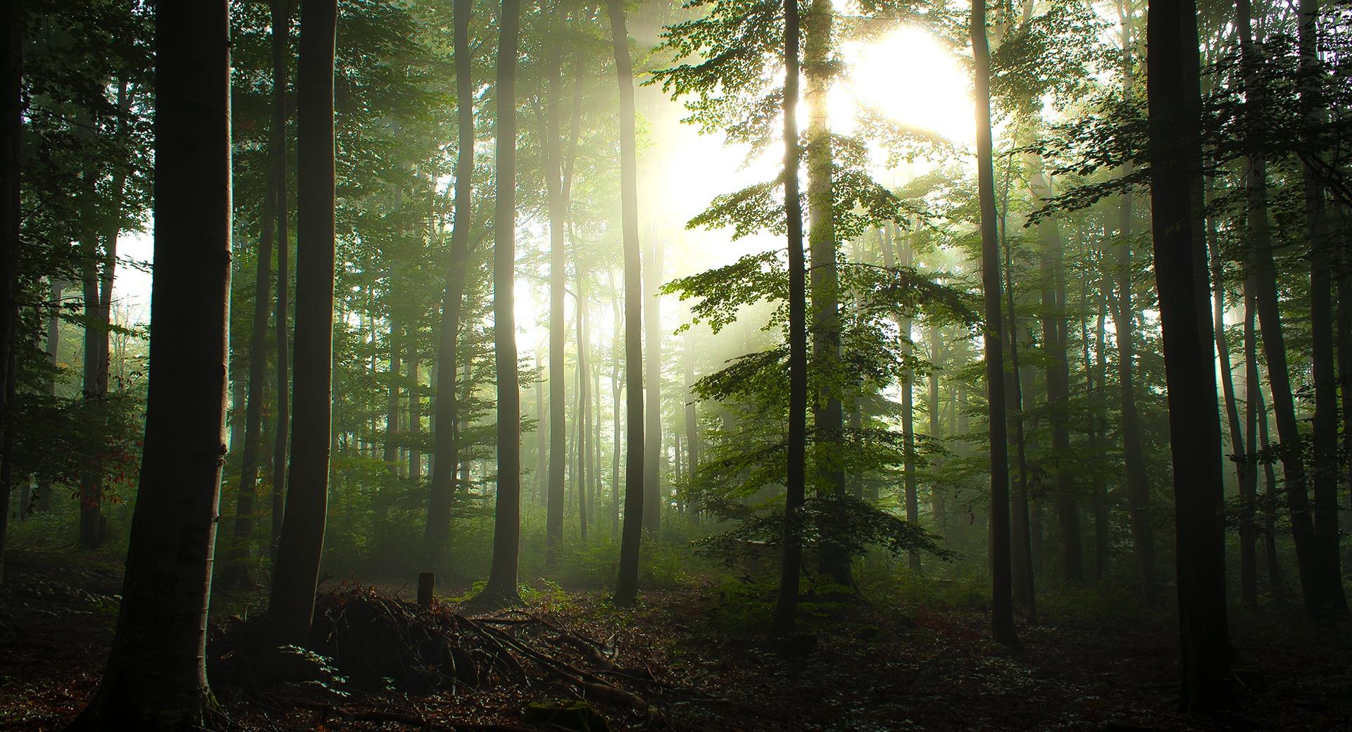 Coniferous Forest wallpapers HD quality