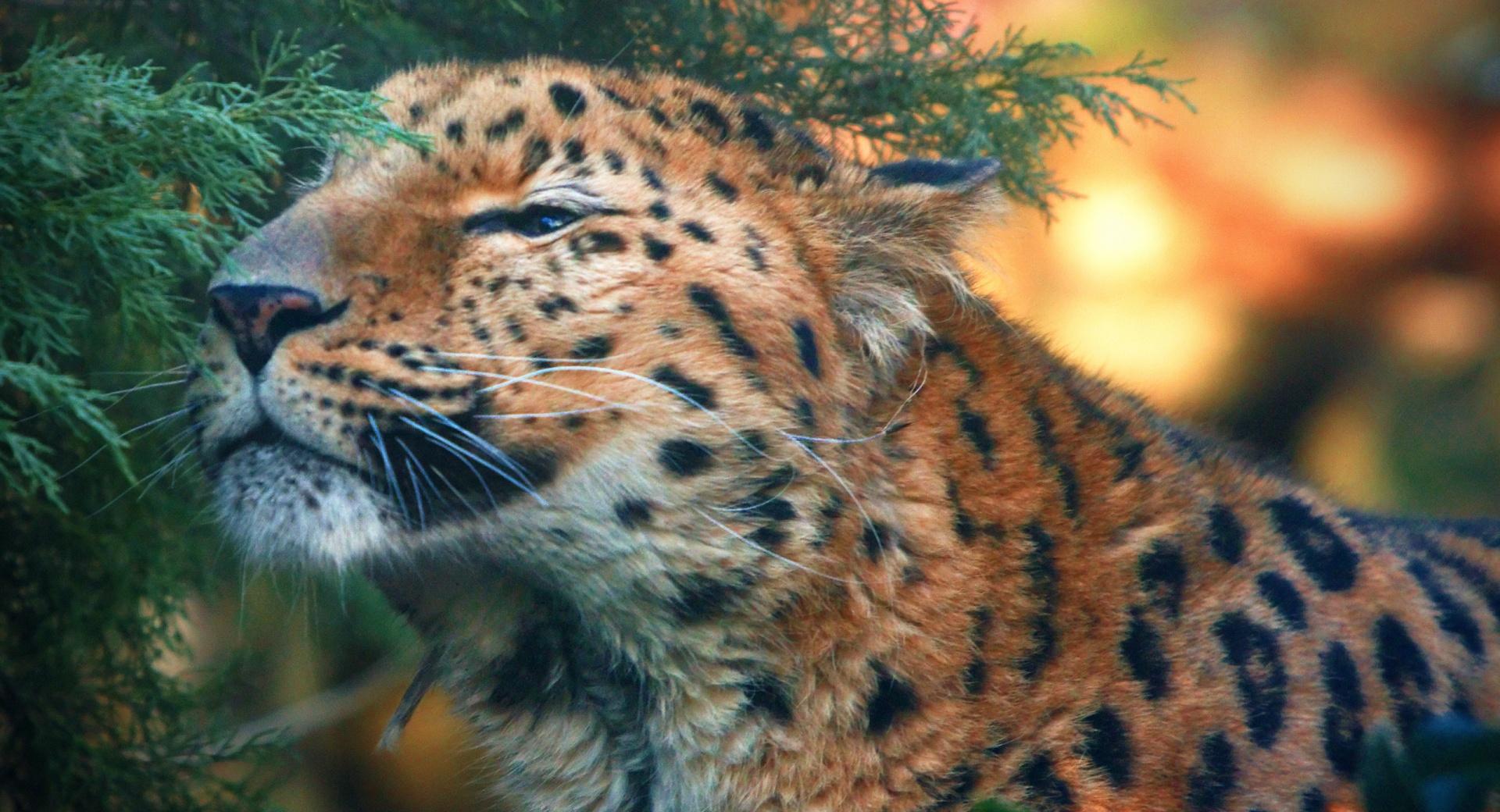 Cute Amur Leopard at 1600 x 1200 size wallpapers HD quality