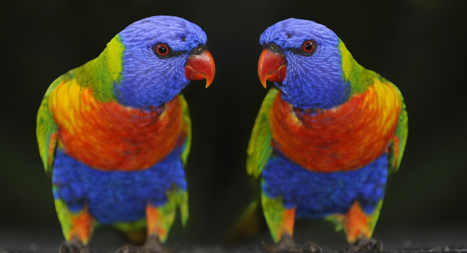 Cute Colour Parrots at 1600 x 1200 size wallpapers HD quality