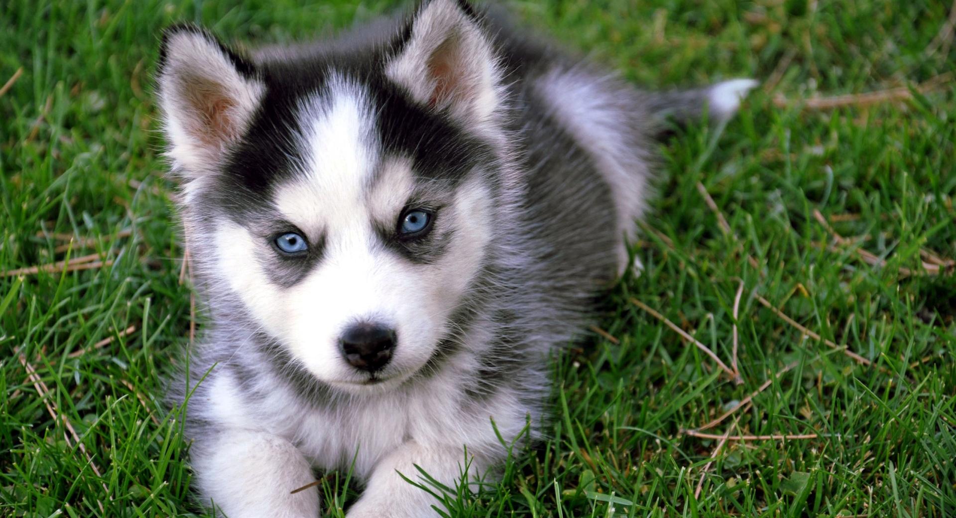 Cute Husky Puppy at 320 x 480 iPhone size wallpapers HD quality