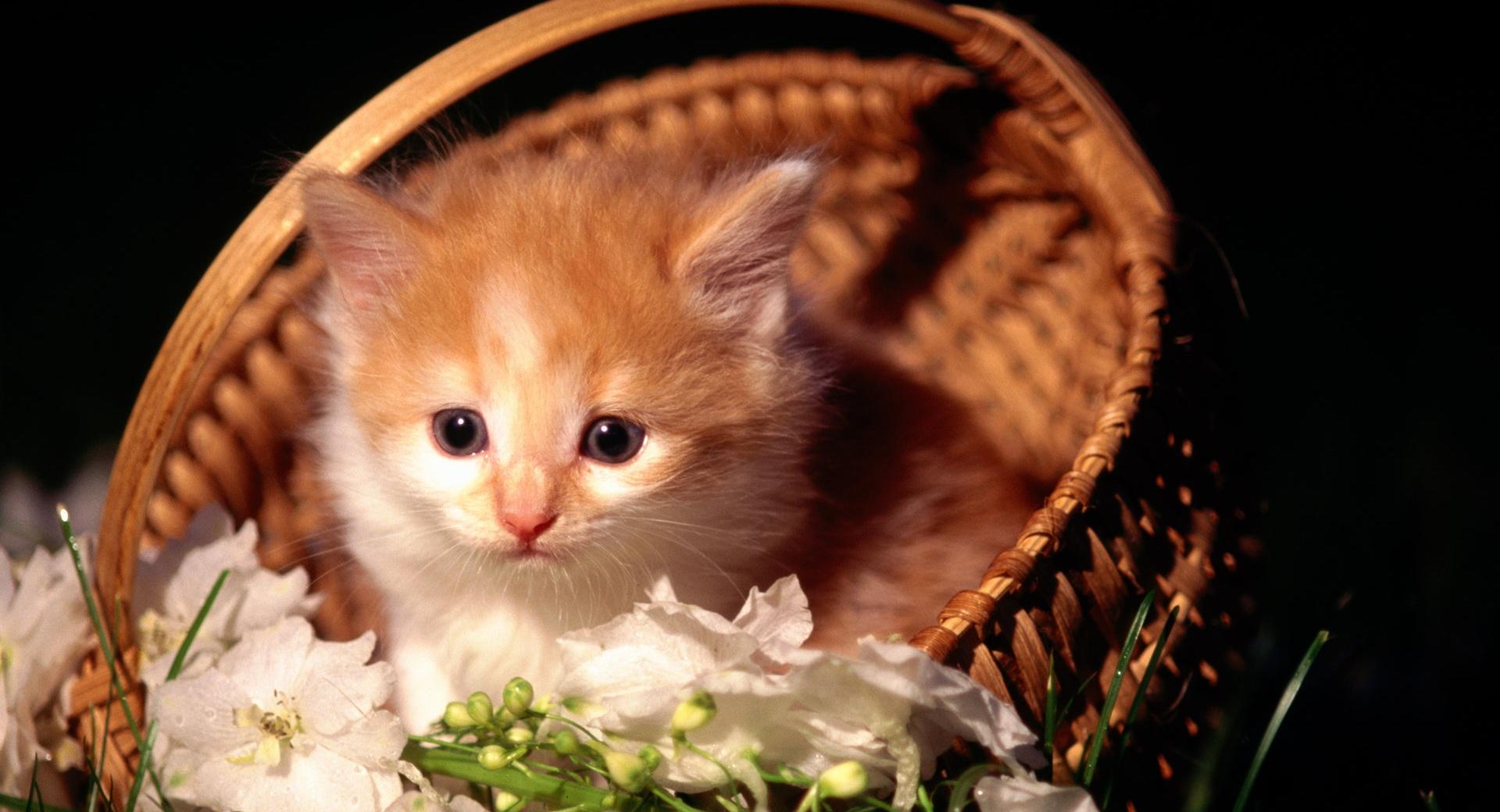 Cute Kitten In Basket wallpapers HD quality