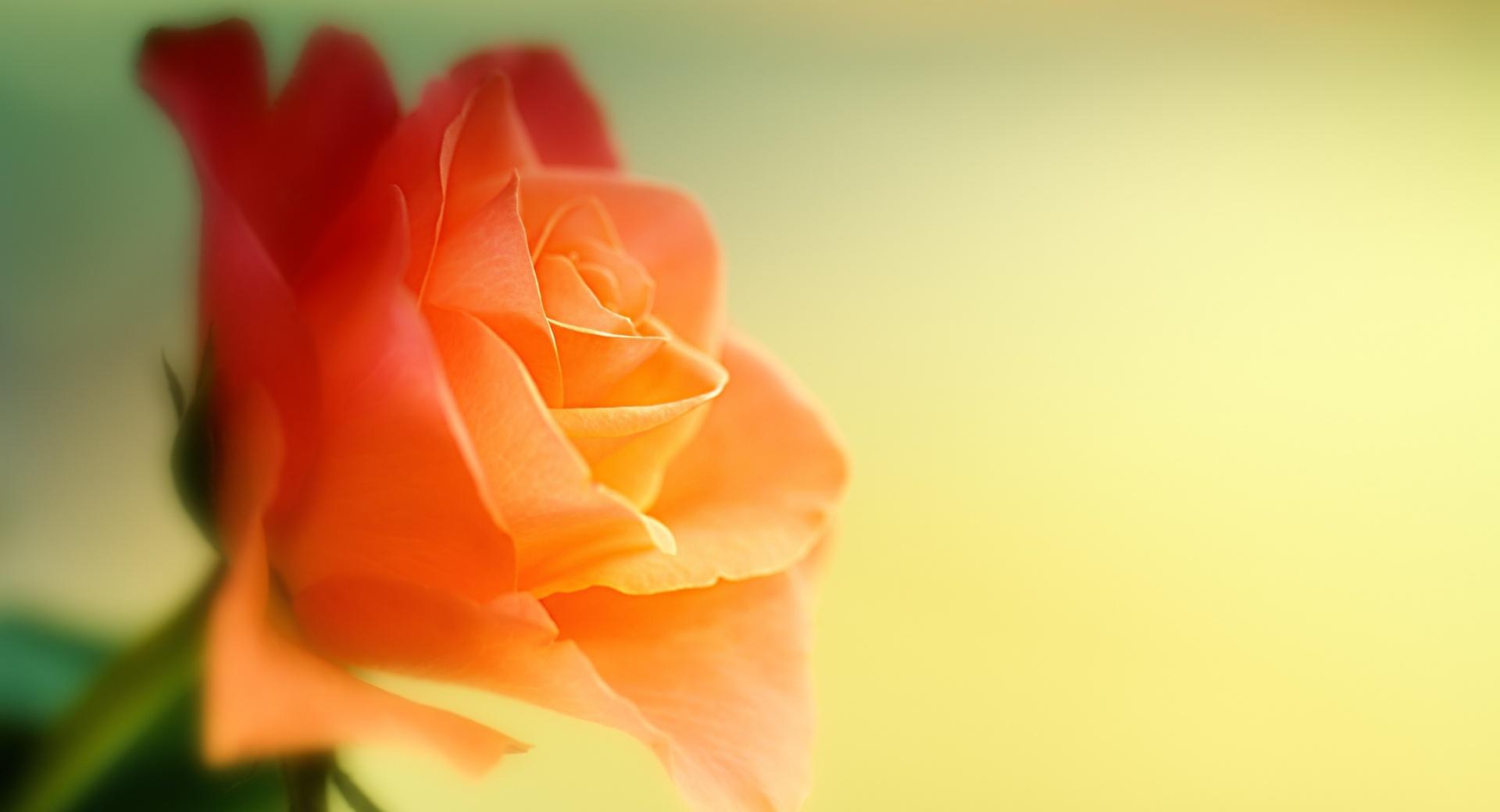 Dreamy Rose at 640 x 1136 iPhone 5 size wallpapers HD quality