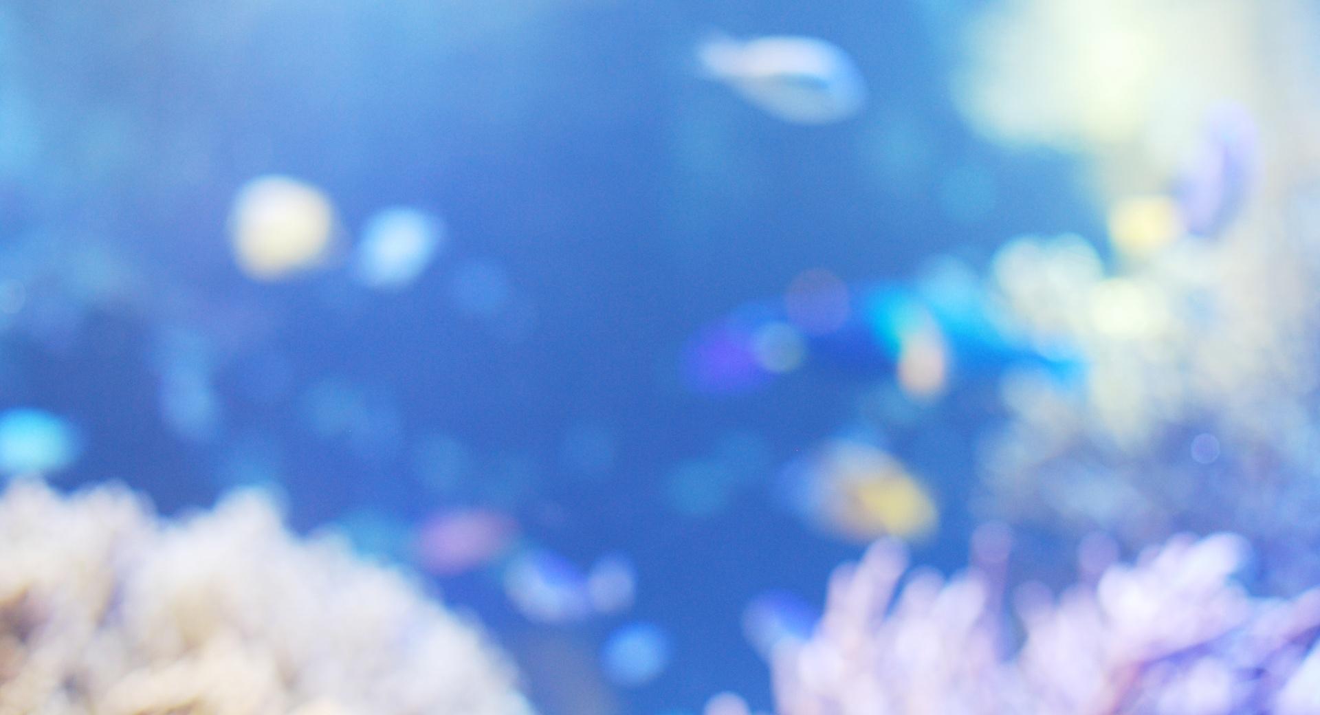 Fish Aquarium at 640 x 960 iPhone 4 size wallpapers HD quality