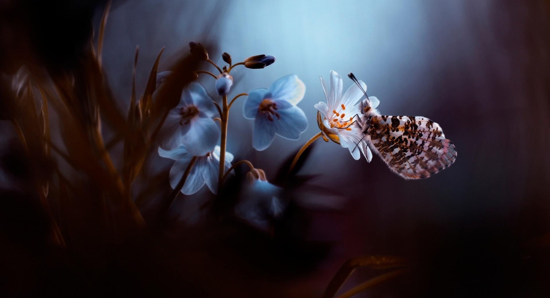 Flower - Butterfly at 1152 x 864 size wallpapers HD quality