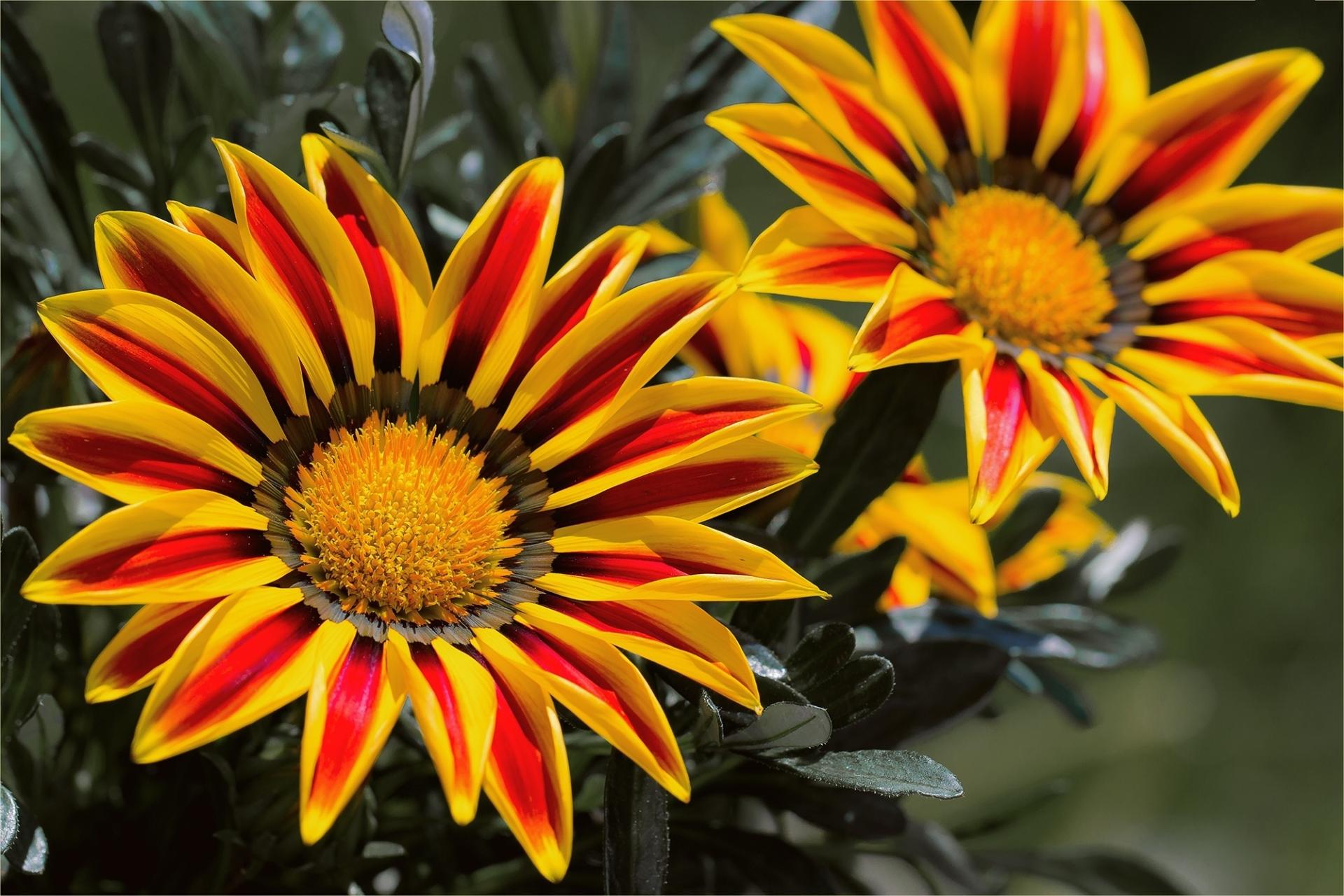 Gazania at 1280 x 960 size wallpapers HD quality