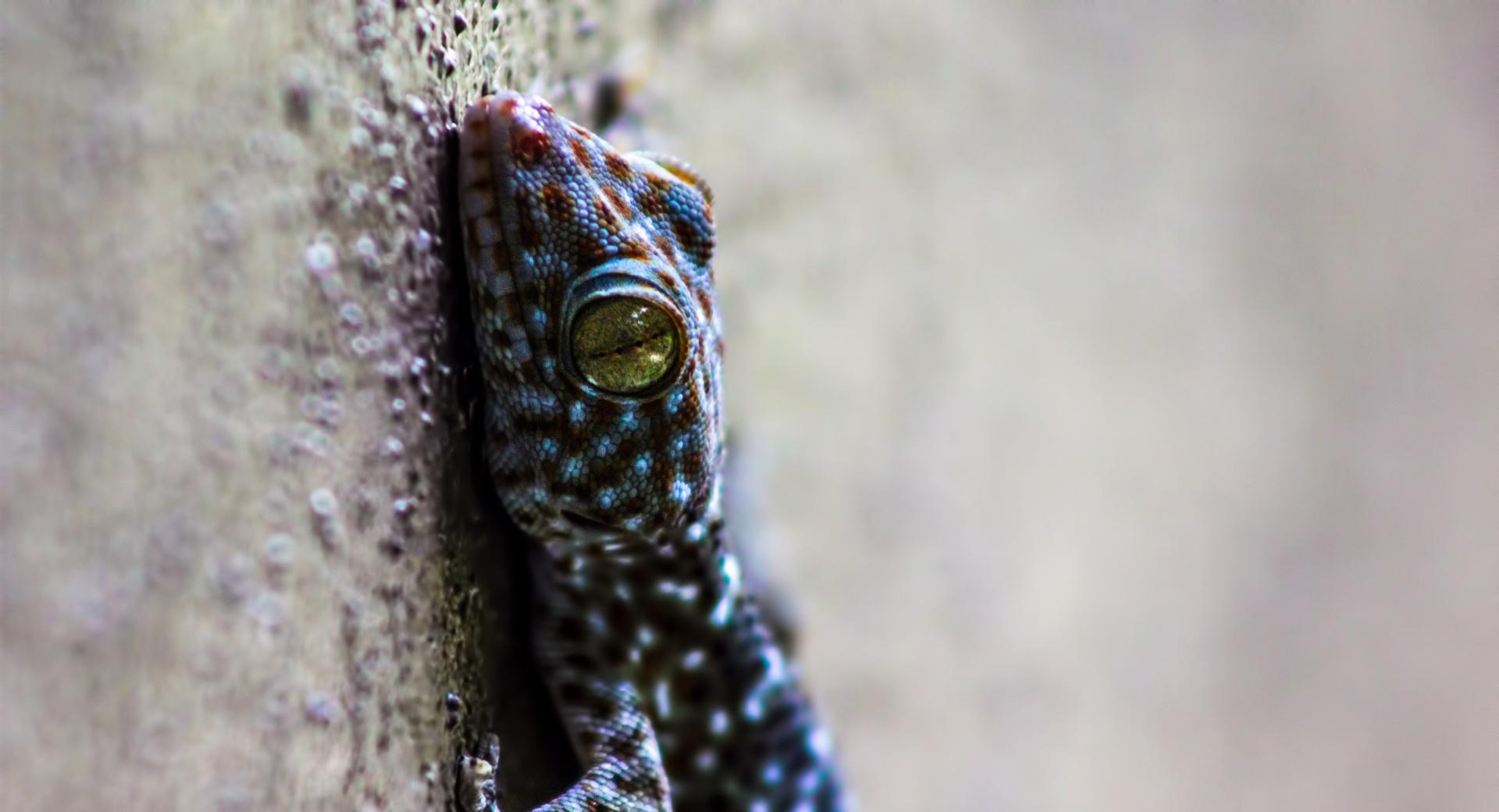 Gecko Thailand at 750 x 1334 iPhone 6 size wallpapers HD quality