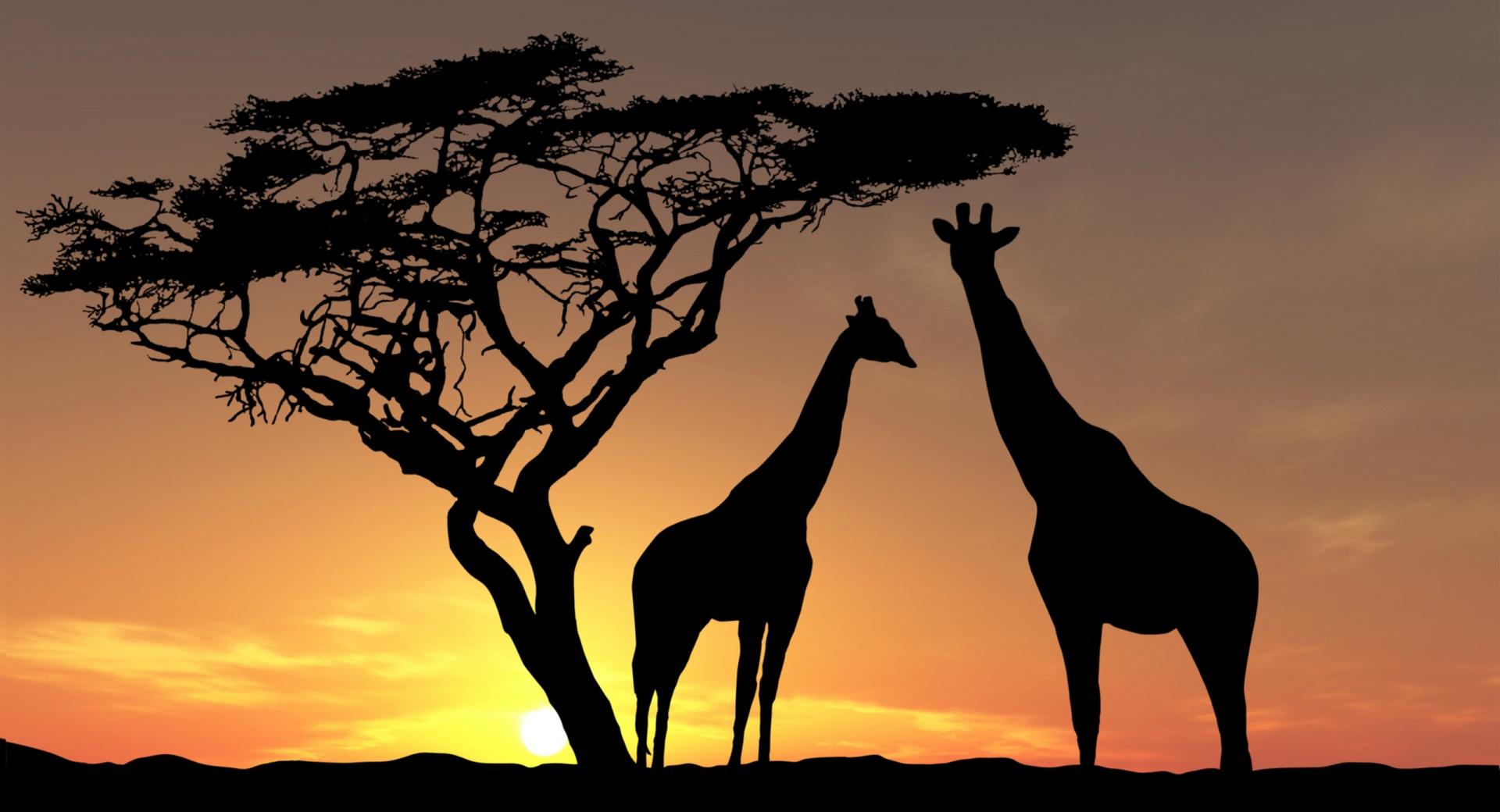 Giraffes In The Sunset at 1024 x 768 size wallpapers HD quality