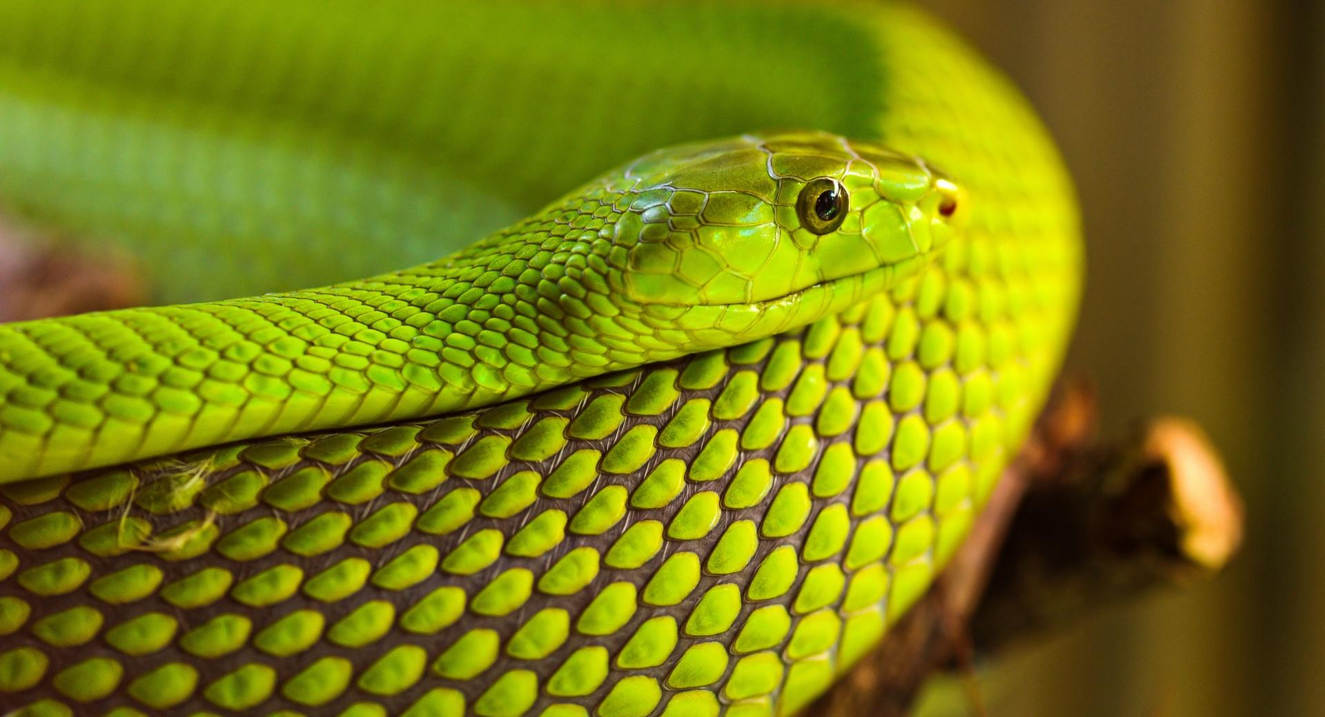 Green Snake Macro wallpapers HD quality