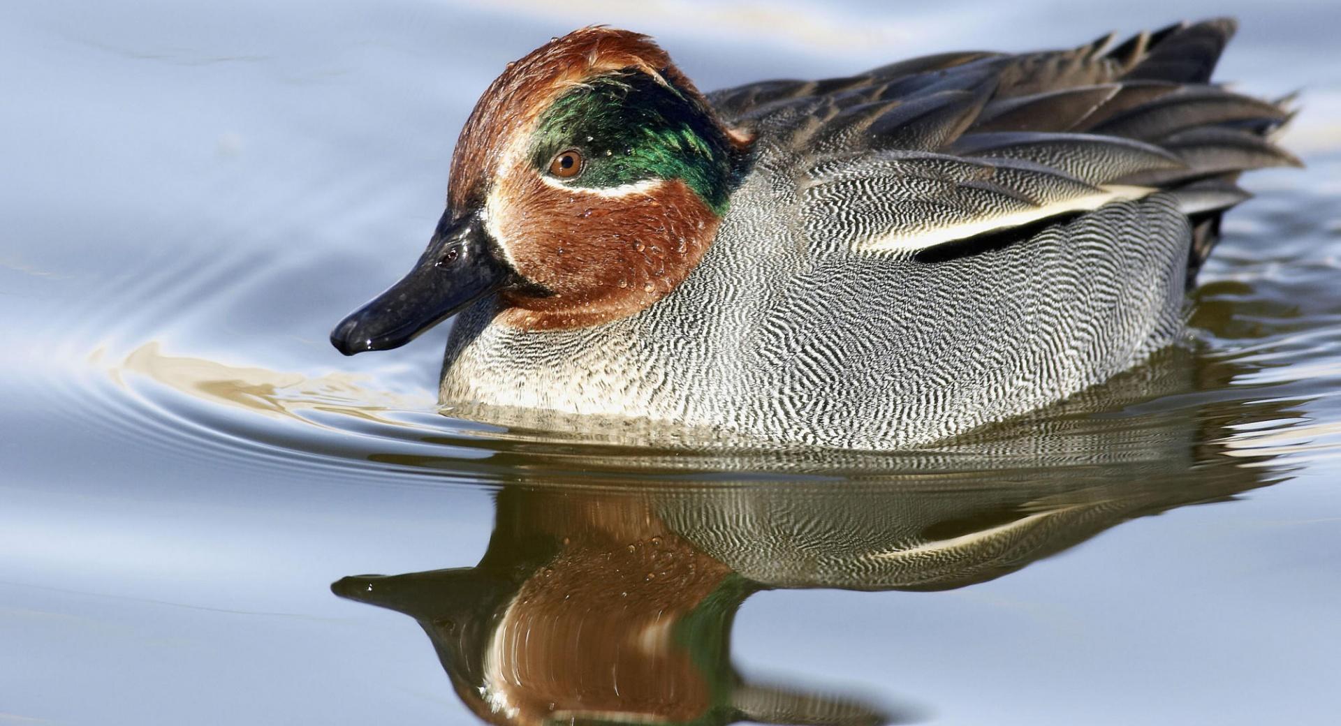 Green Winged Teal Anas Crecca at 1024 x 768 size wallpapers HD quality