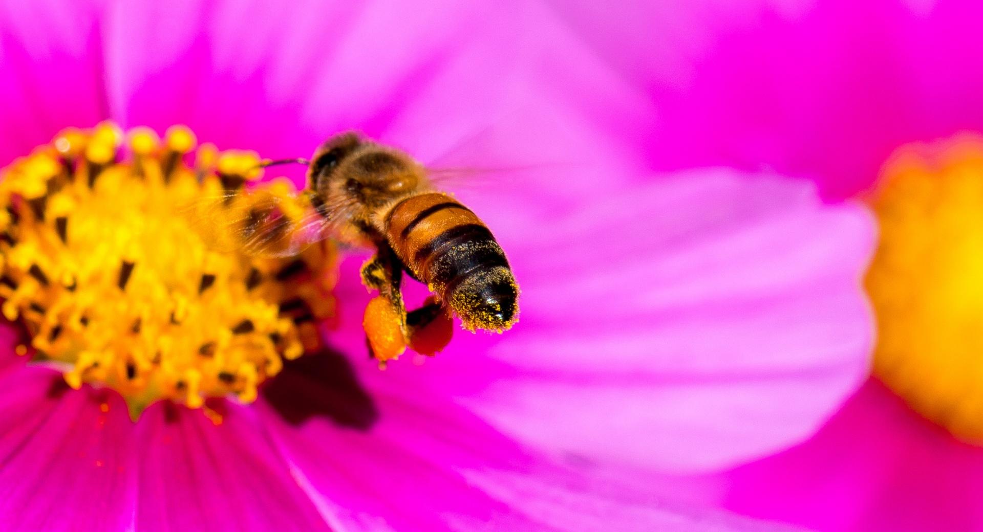 Hard-working Bee at 640 x 1136 iPhone 5 size wallpapers HD quality