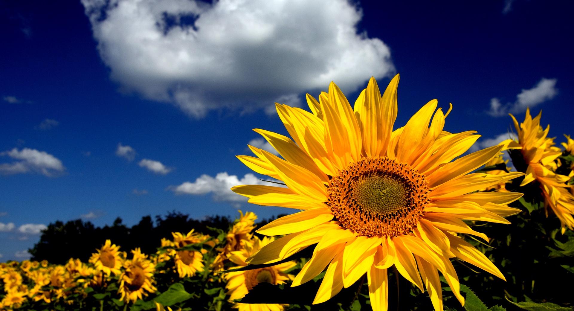 Impressive Sunflower at 1152 x 864 size wallpapers HD quality