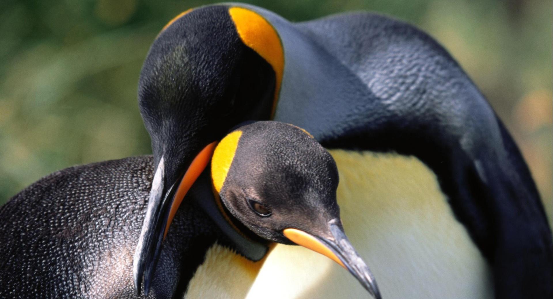 King Penguins Love at 1600 x 1200 size wallpapers HD quality