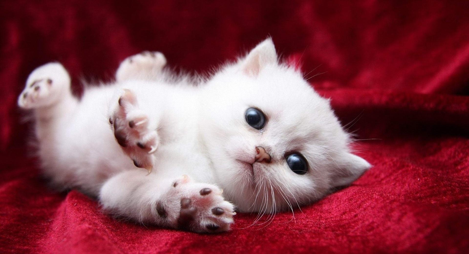 Kitten Begging Cutely at 1152 x 864 size wallpapers HD quality