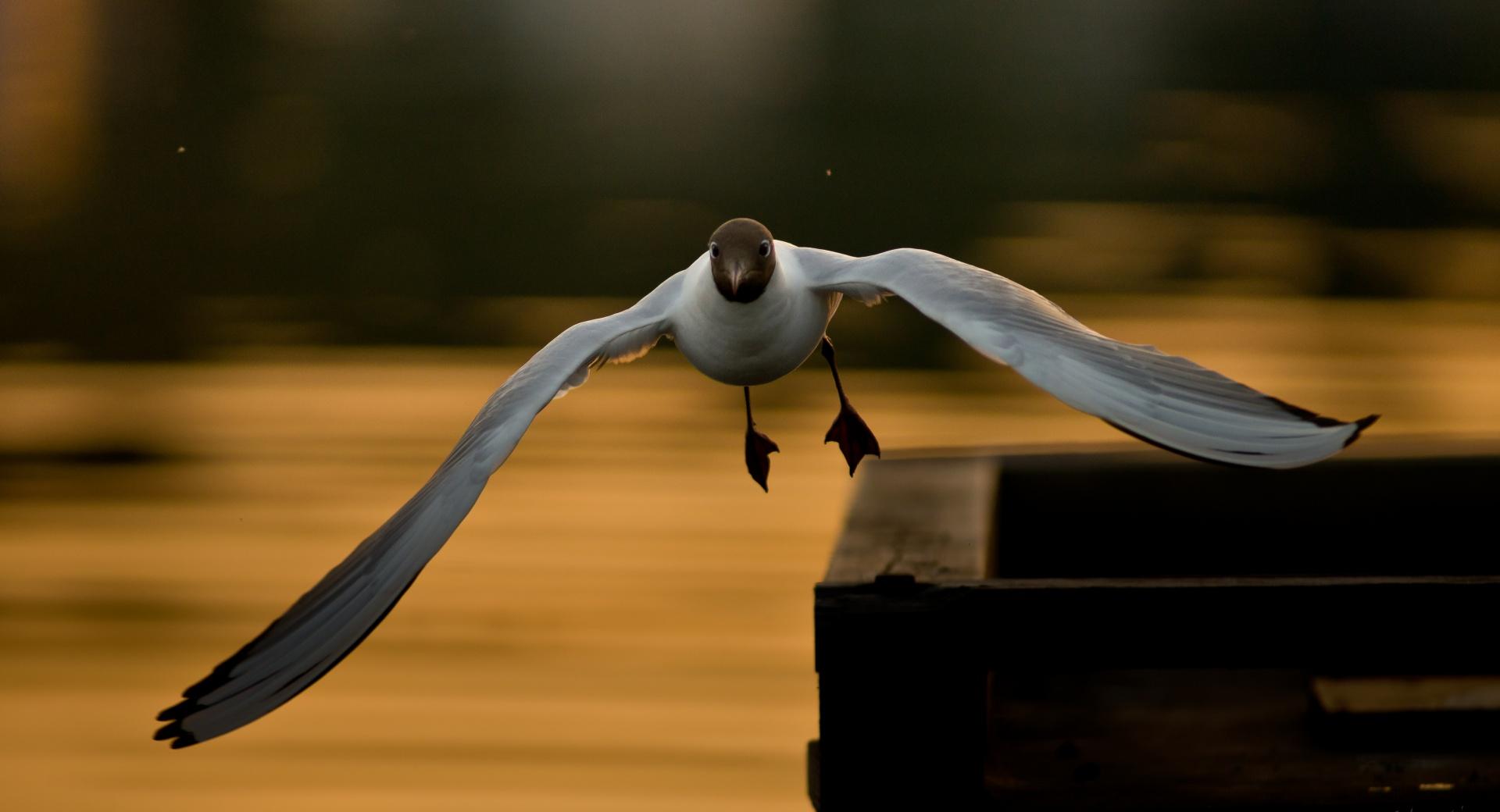 Laughing Gull Flying at 1334 x 750 iPhone 7 size wallpapers HD quality