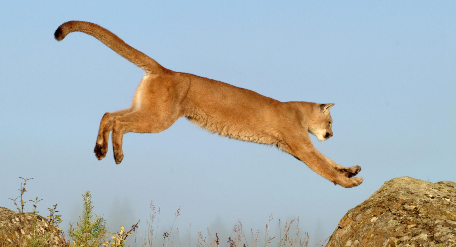 Leaping Cougar Montana at 640 x 960 iPhone 4 size wallpapers HD quality
