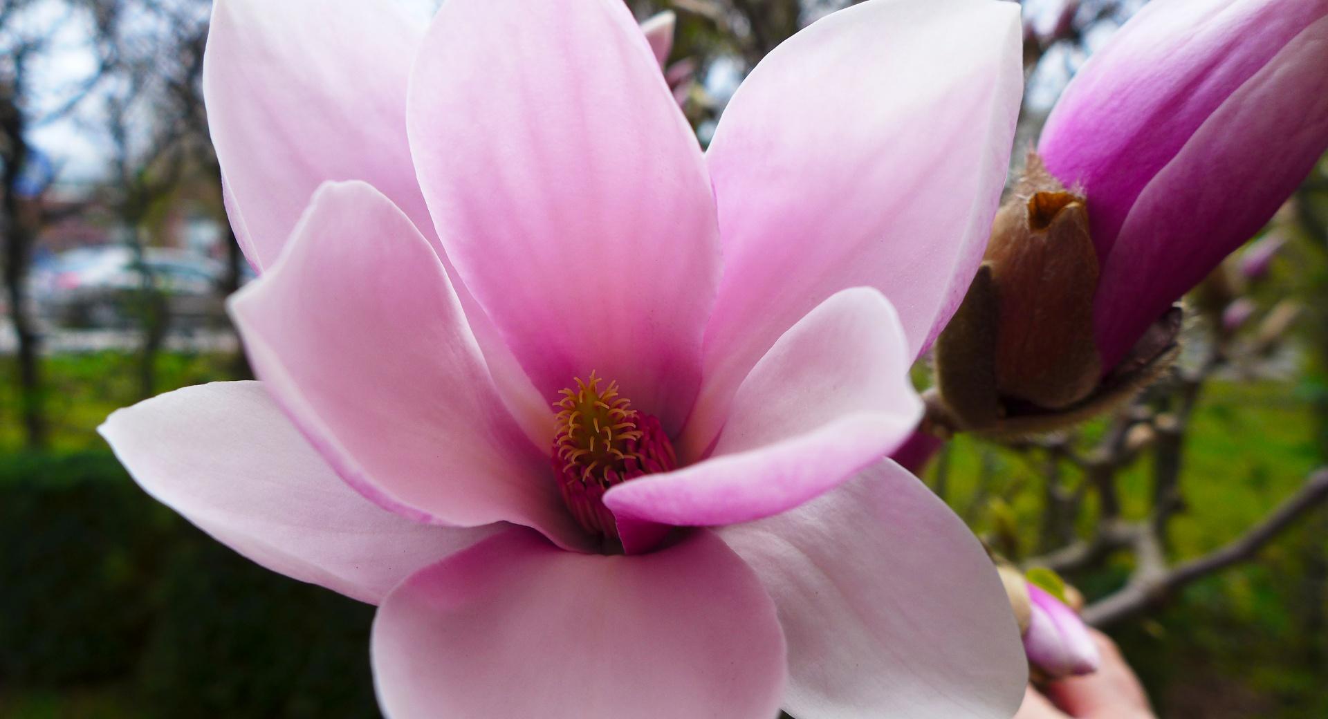 Magnolia Tree at 640 x 1136 iPhone 5 size wallpapers HD quality