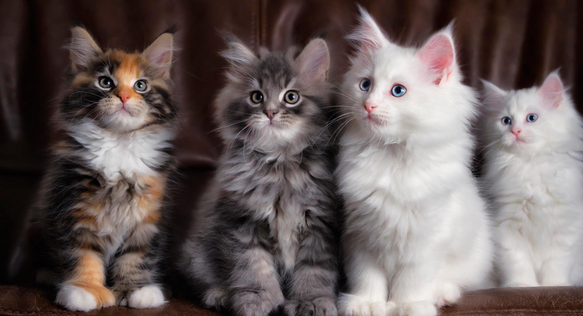 Maine Coon Kittens at 640 x 1136 iPhone 5 size wallpapers HD quality