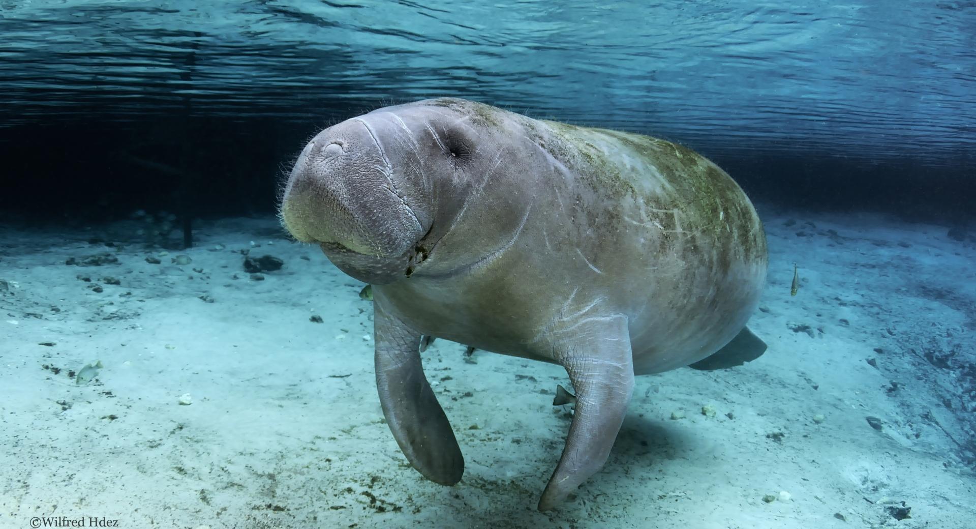 Manatee Swimming at 640 x 960 iPhone 4 size wallpapers HD quality