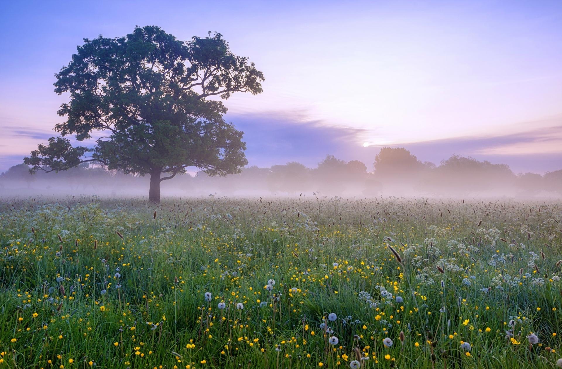 Meadow at 640 x 1136 iPhone 5 size wallpapers HD quality