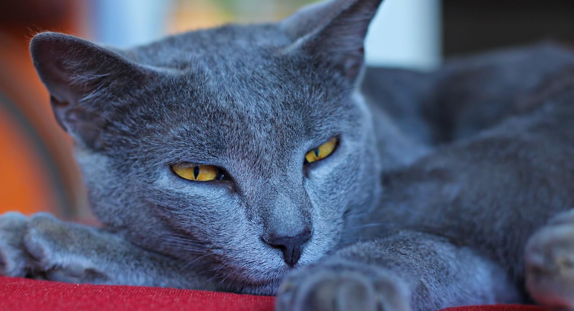 Mon Chartreux wallpapers HD quality