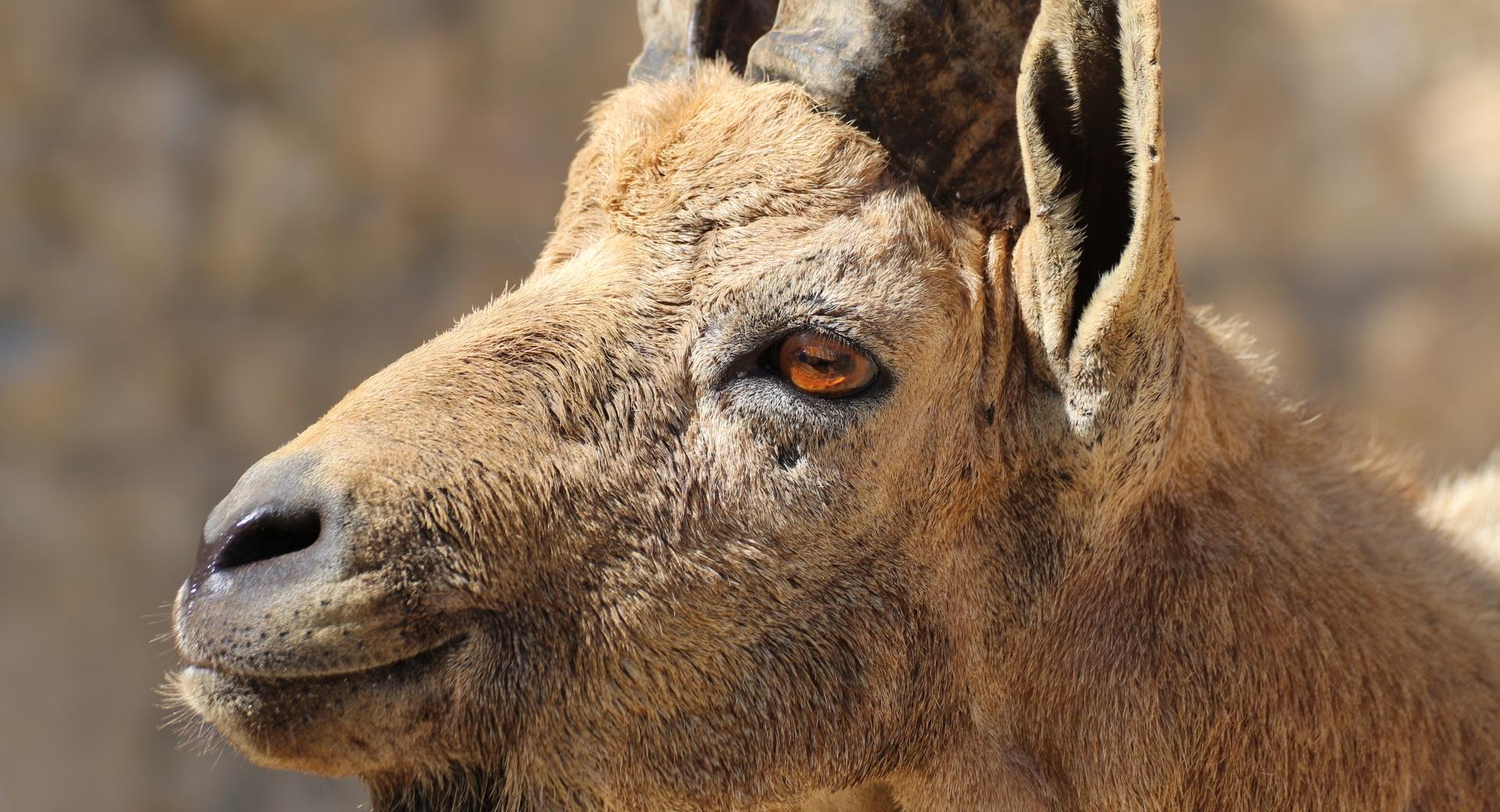Nubian Ibex Portrait at 1152 x 864 size wallpapers HD quality