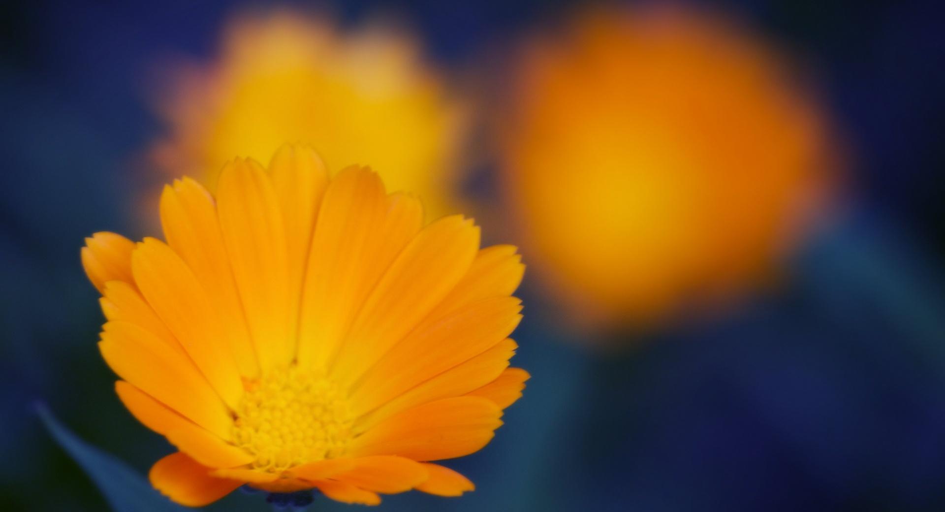 Orange Flowers Close-up at 320 x 480 iPhone size wallpapers HD quality