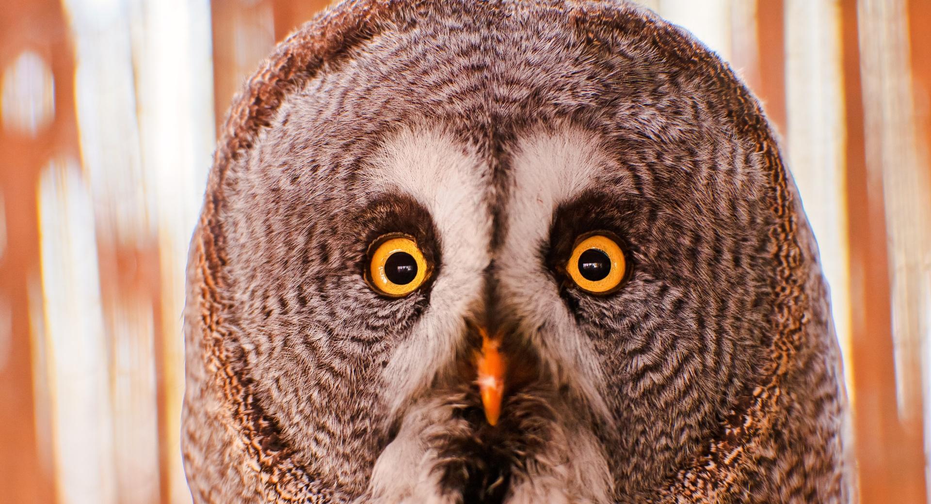 Owl Portrait at 320 x 480 iPhone size wallpapers HD quality