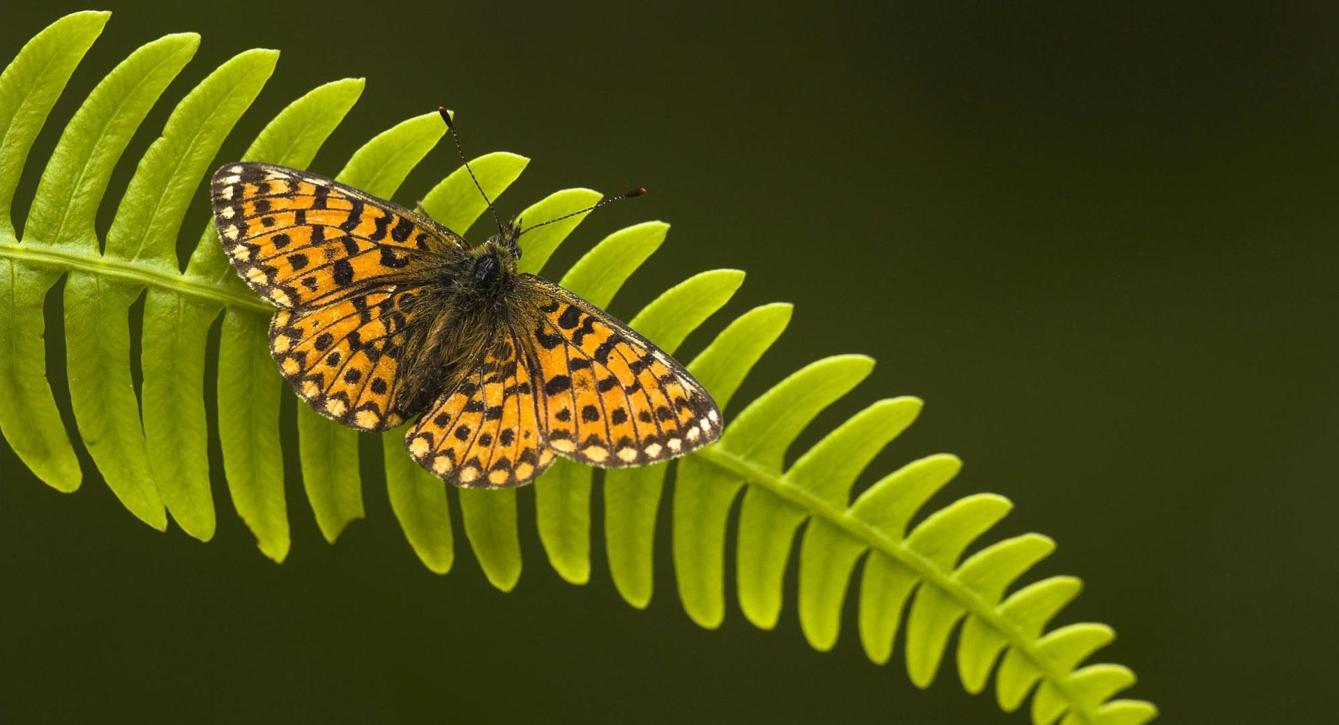 Pearl Bordered Fritillary at 1024 x 1024 iPad size wallpapers HD quality