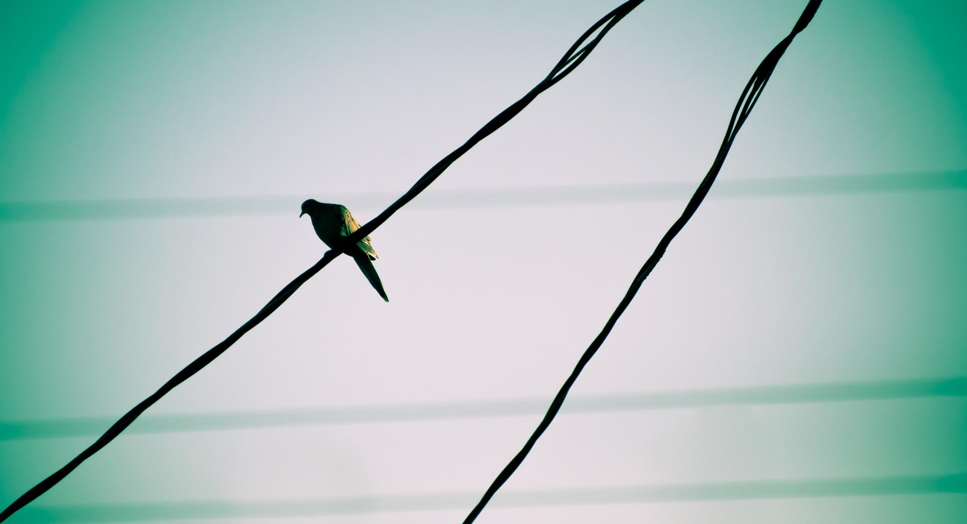 Pigeon On A Wire at 1280 x 960 size wallpapers HD quality