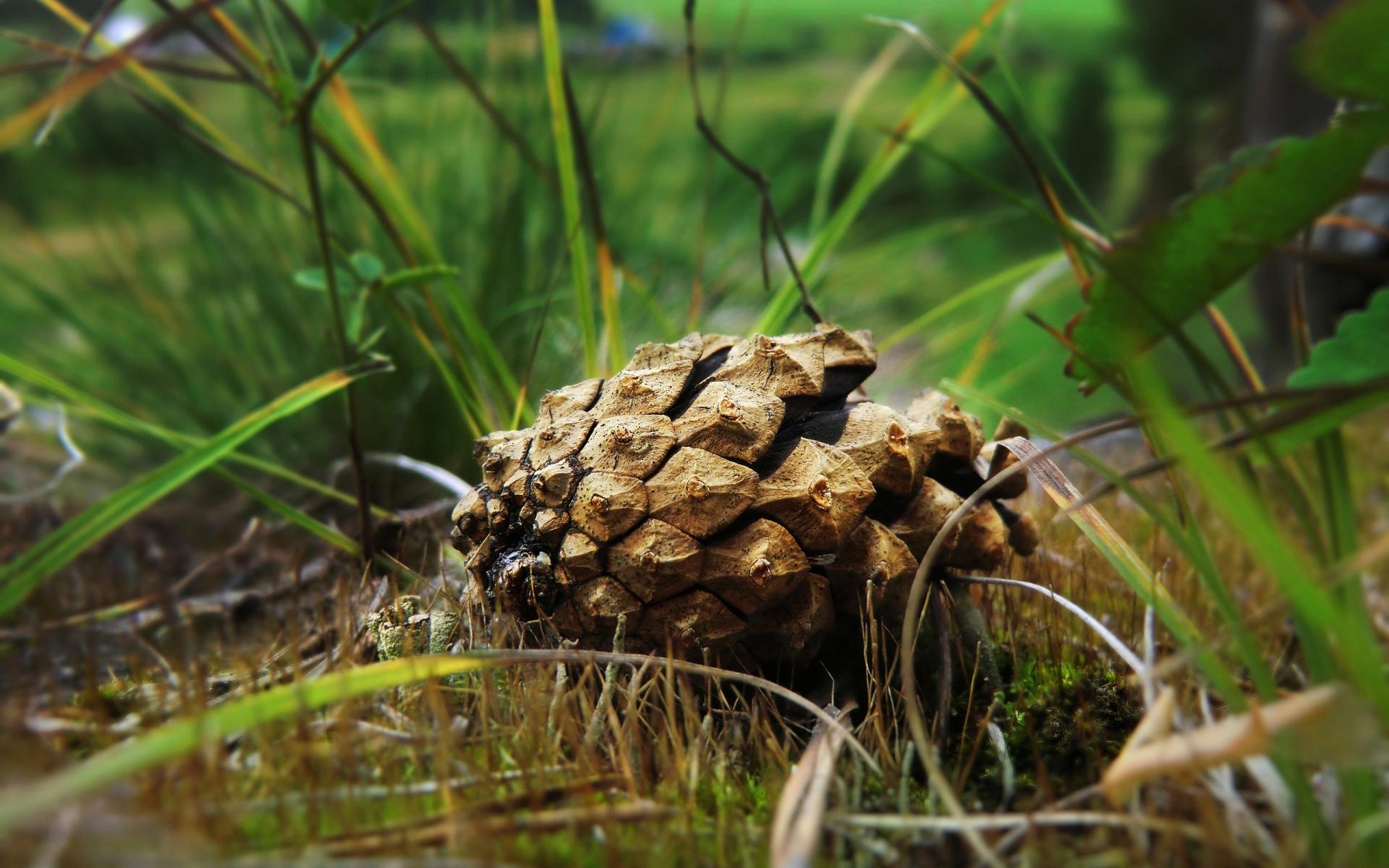 Pine Cone at 1600 x 1200 size wallpapers HD quality
