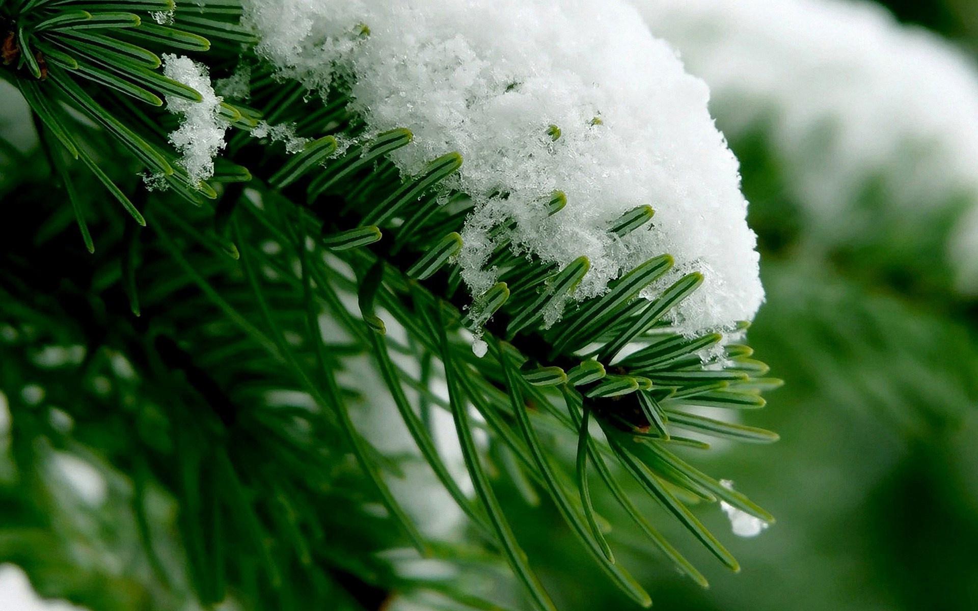 Pine Tree at 750 x 1334 iPhone 6 size wallpapers HD quality