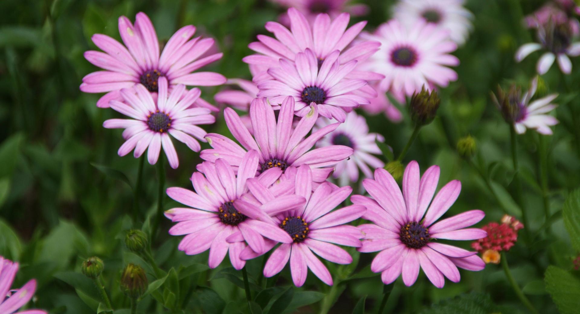 Pink Daisies at 320 x 480 iPhone size wallpapers HD quality