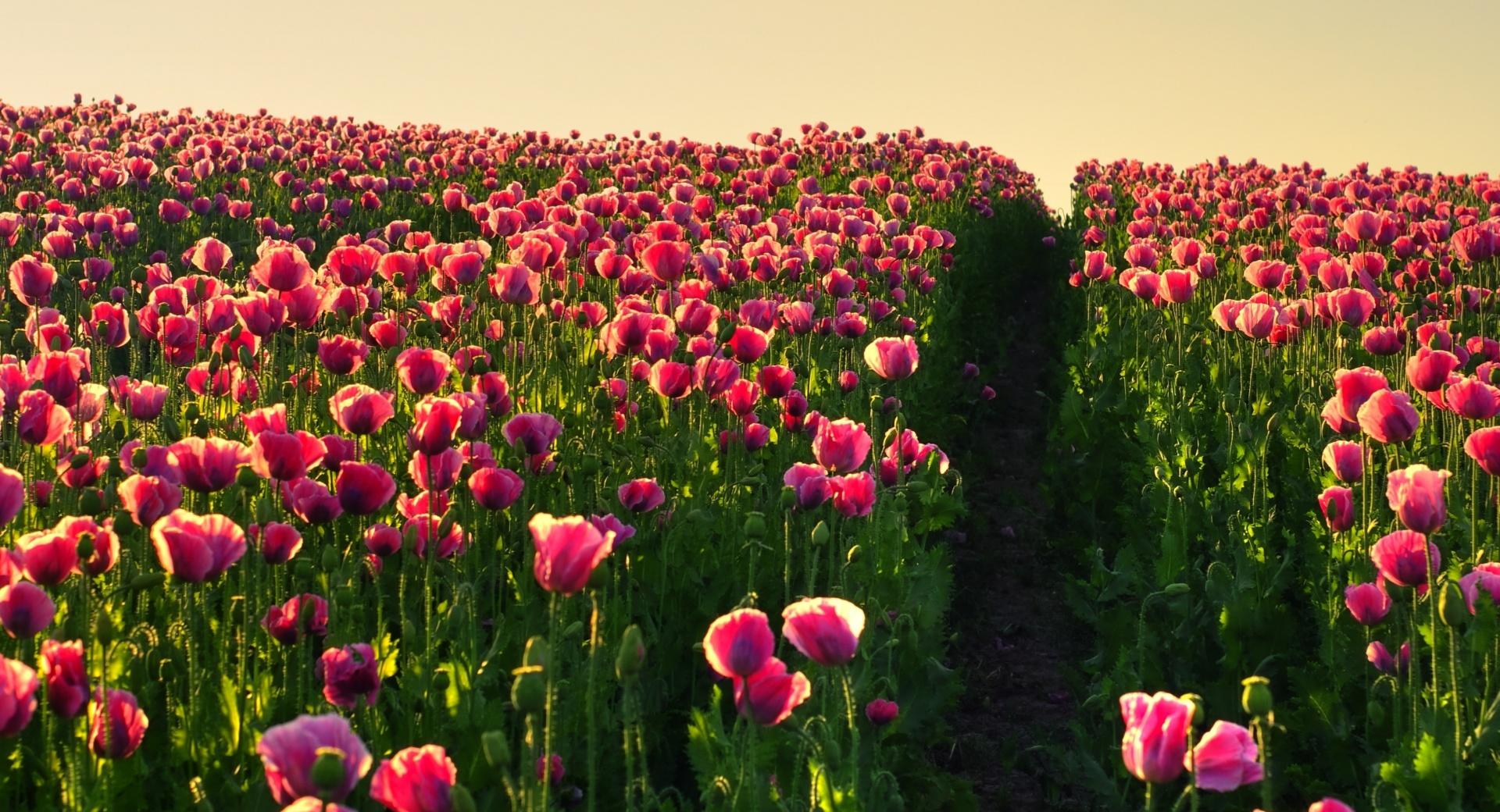 Pink Poppies wallpapers HD quality