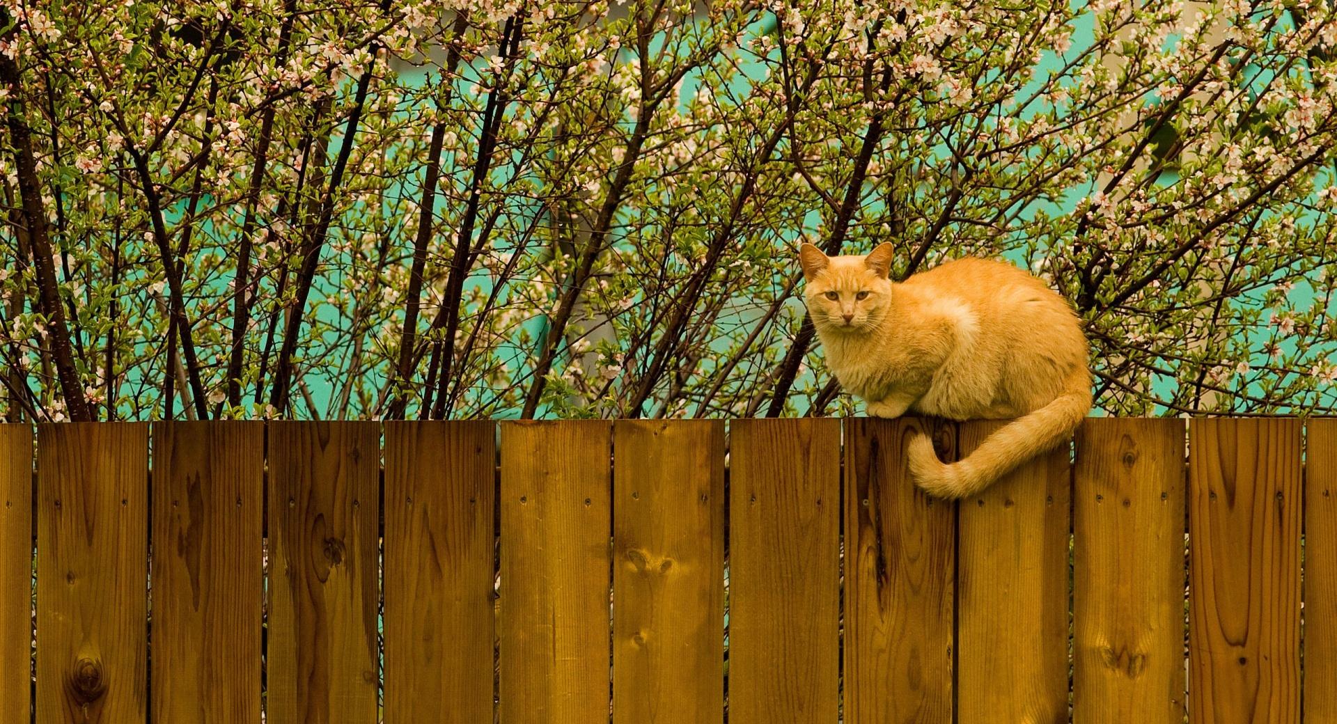 Red Cat On Fence at 1280 x 960 size wallpapers HD quality