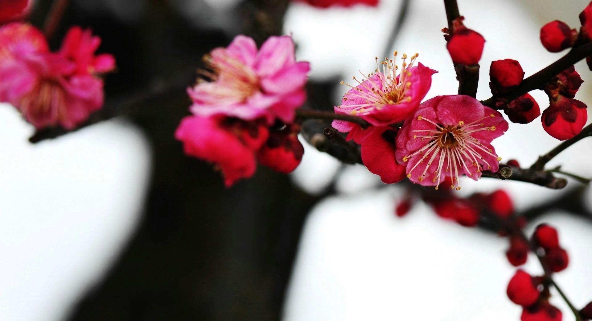 Red Plum Blossom at 320 x 480 iPhone size wallpapers HD quality