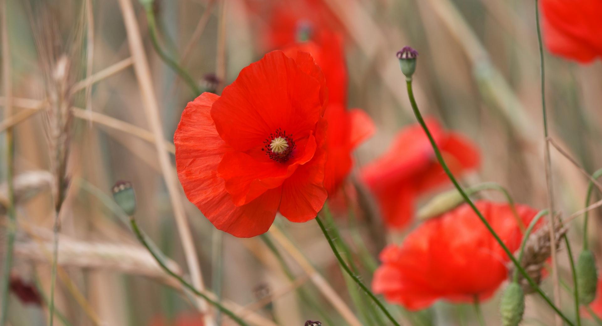 Red Poppy Field Flowers at 1152 x 864 size wallpapers HD quality
