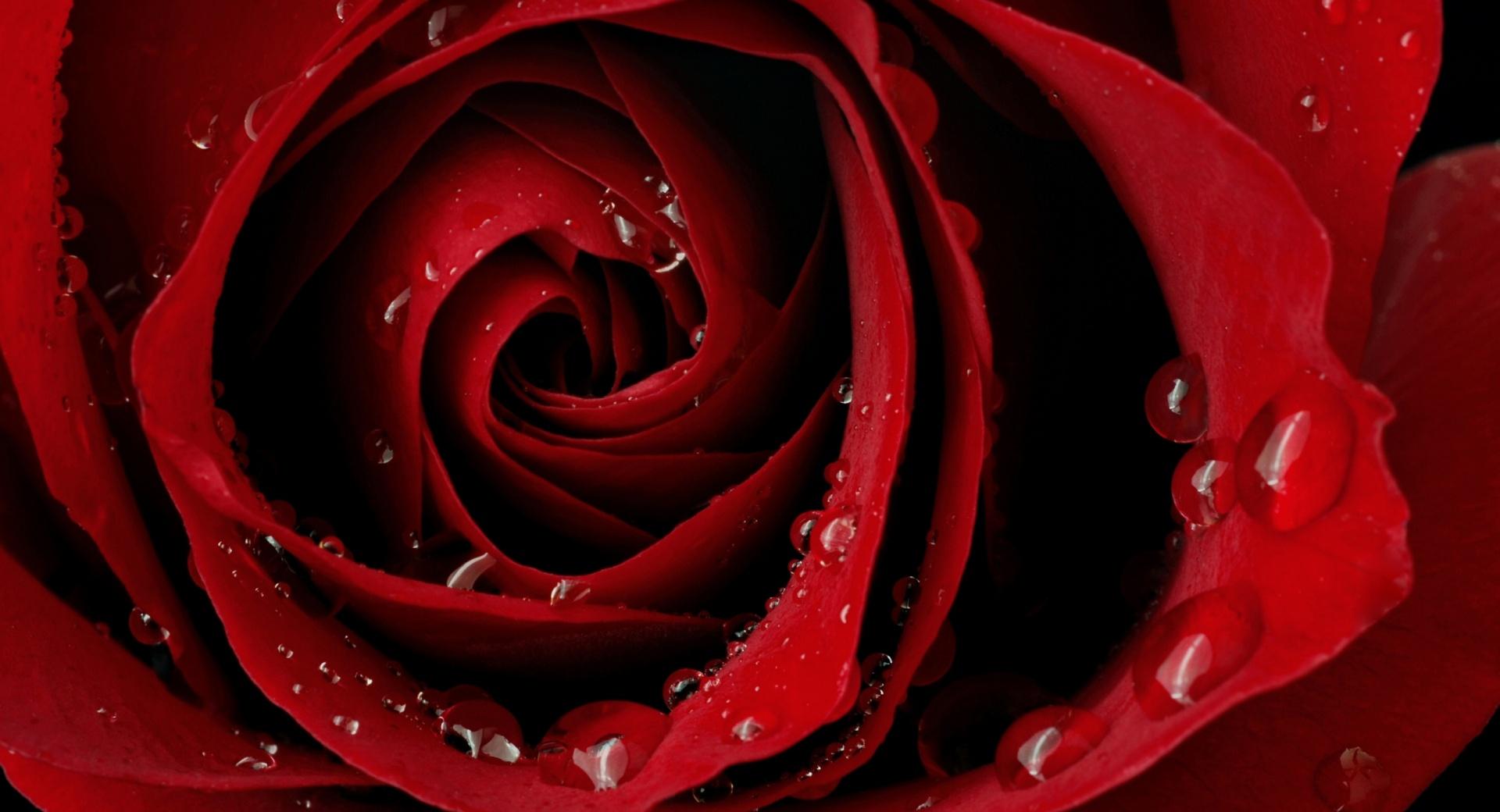 Red Rose wallpapers HD quality