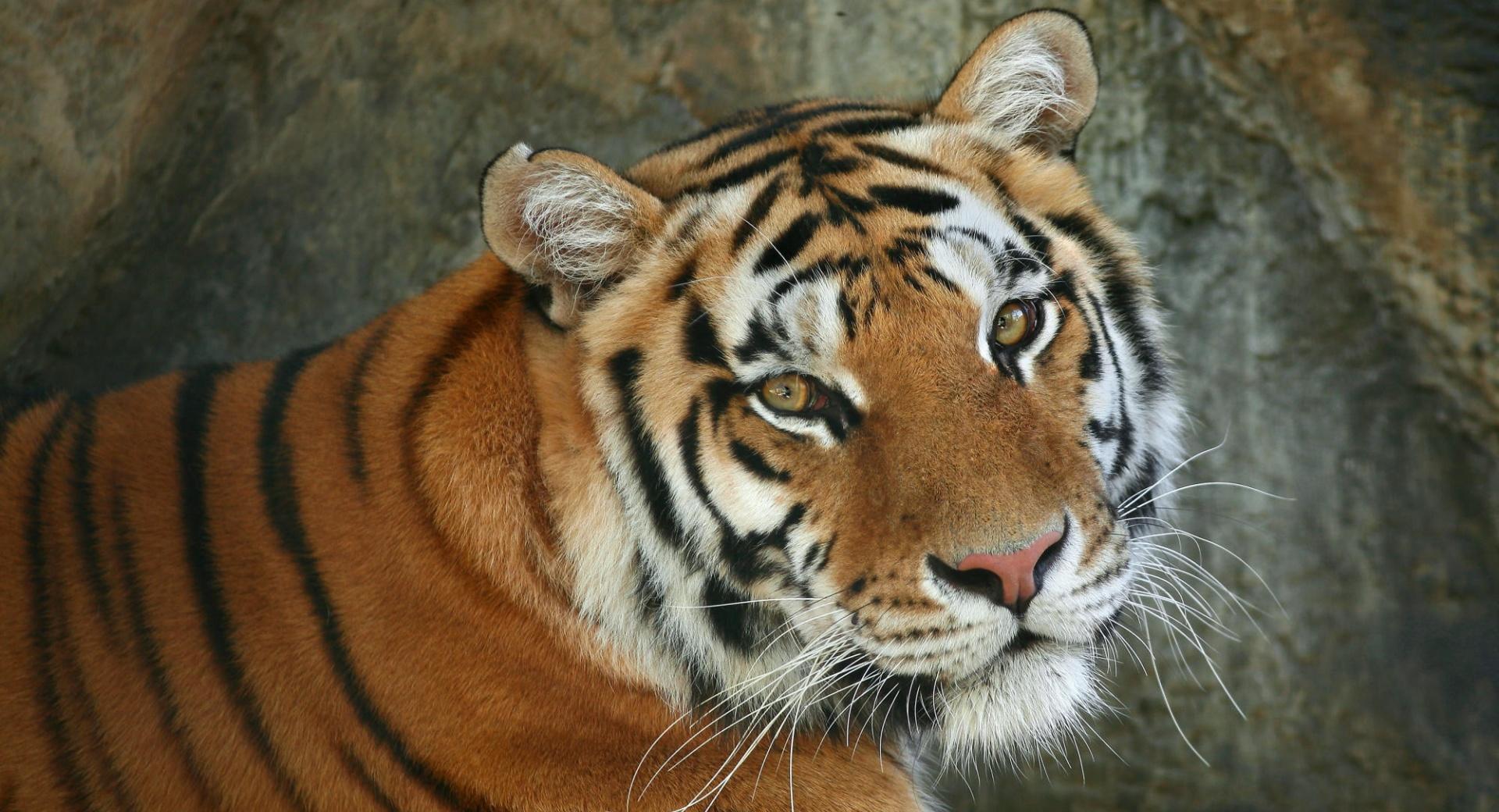 Regal Bengal Tiger wallpapers HD quality