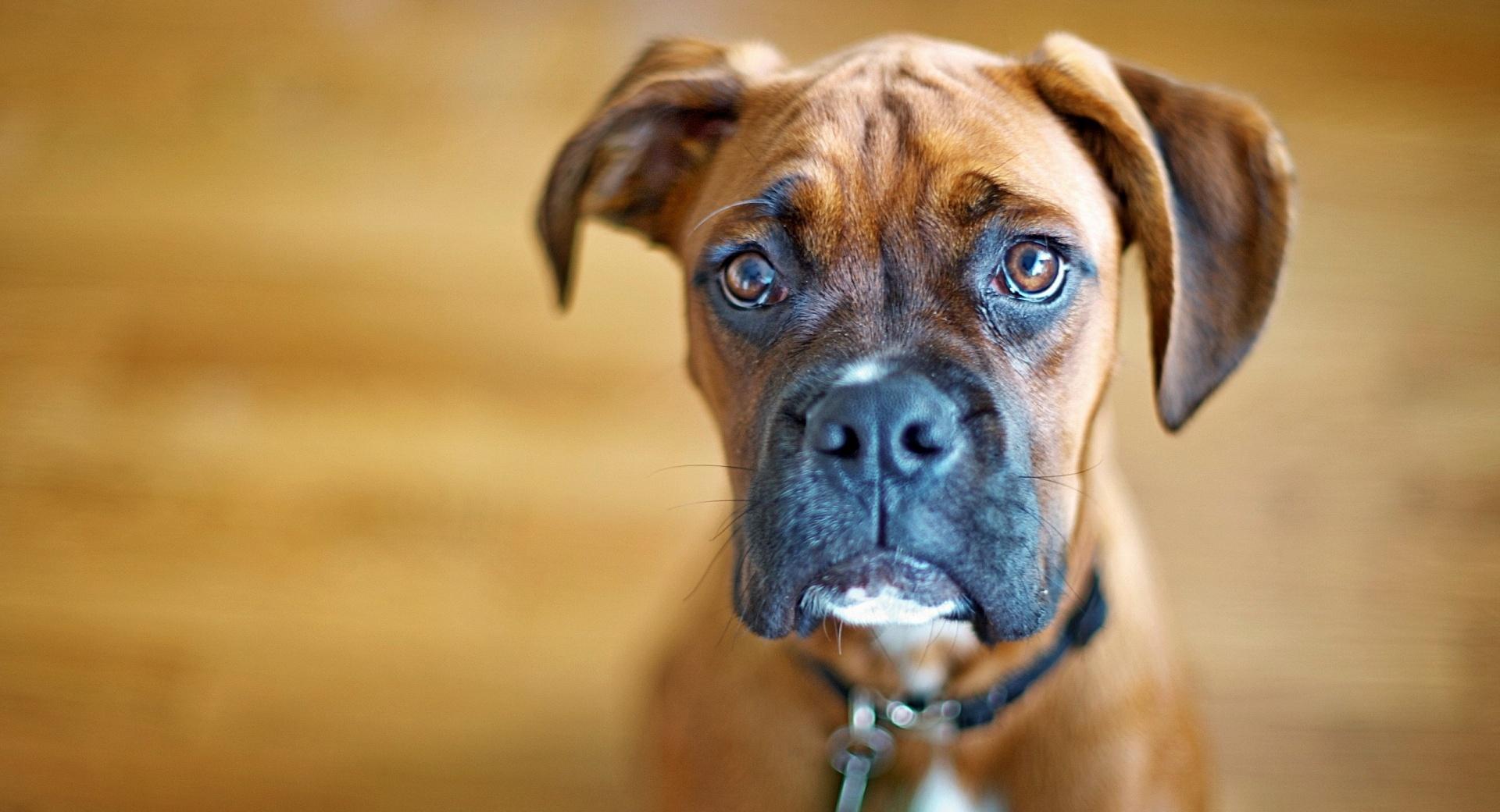 Sad Boxer Dog at 750 x 1334 iPhone 6 size wallpapers HD quality