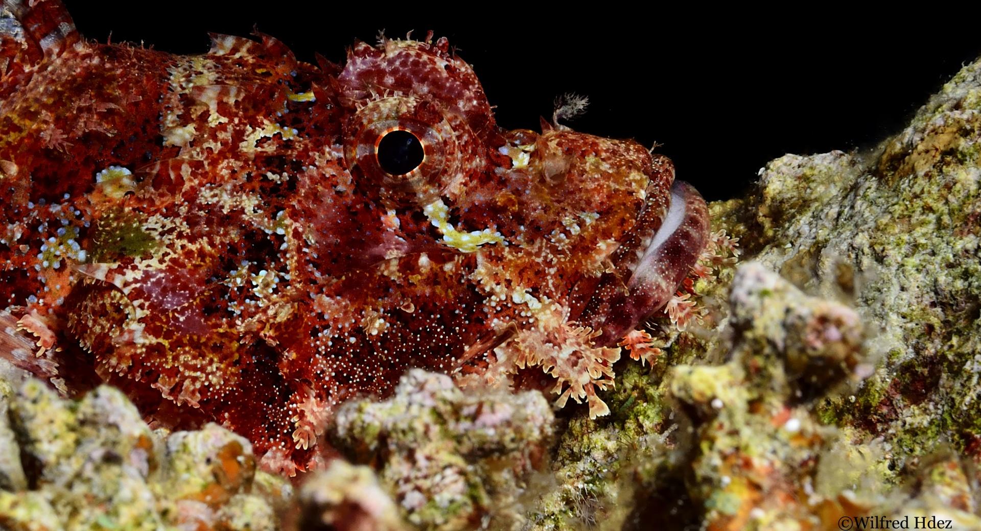 Scorpionfish at 1280 x 960 size wallpapers HD quality