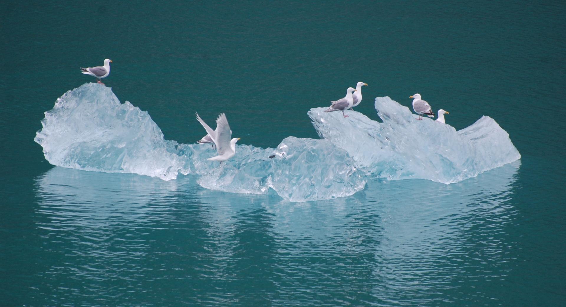 Seagulls on an Iceberg at 750 x 1334 iPhone 6 size wallpapers HD quality